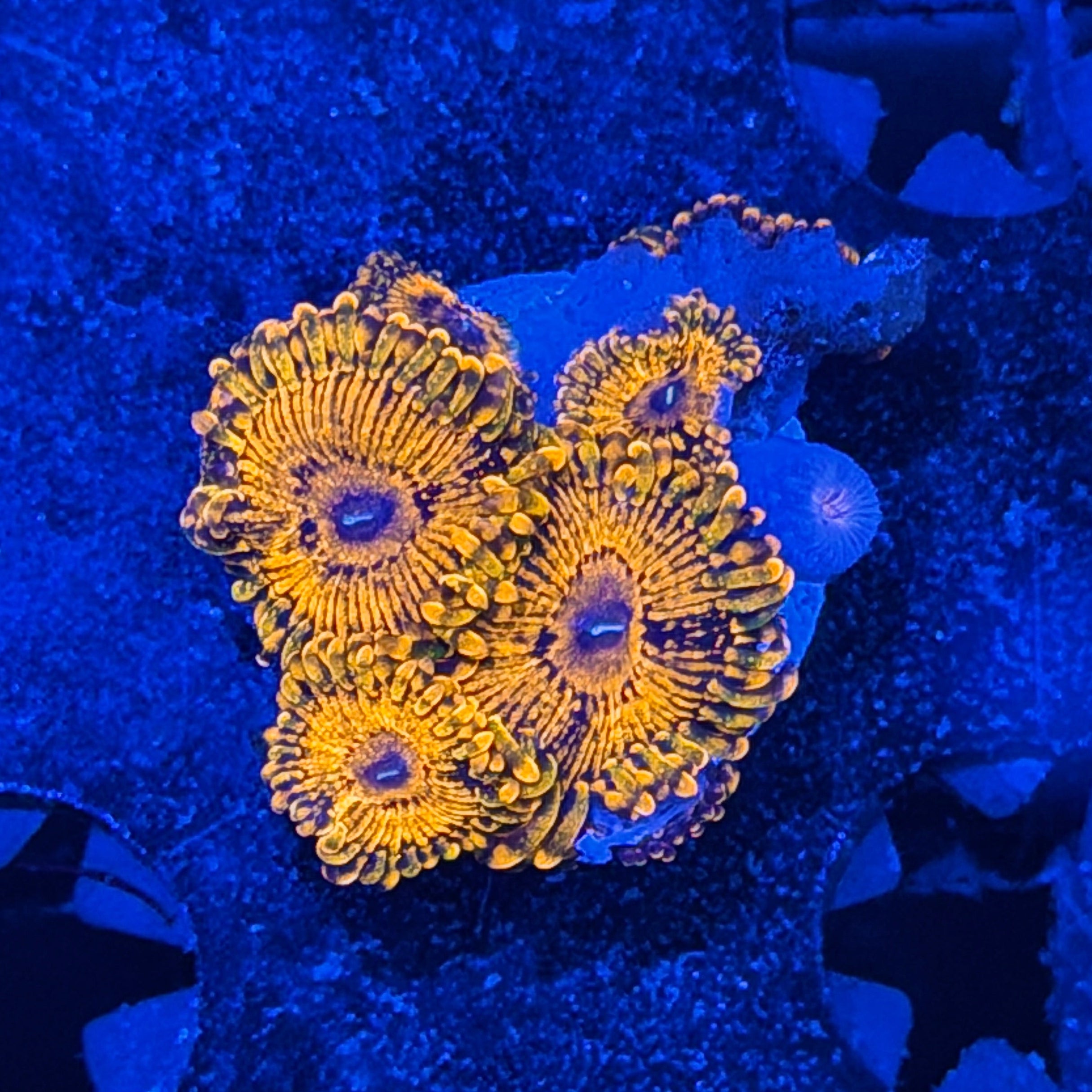 JEA Darth Maul Zoanthid Coral 8+ Polyps 6/4