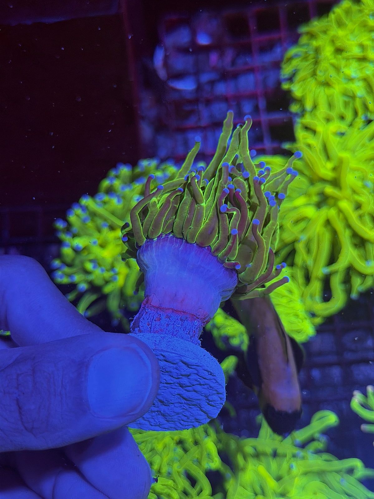 JEA Grafted Holy Grail Torch Coral 1 Head XL