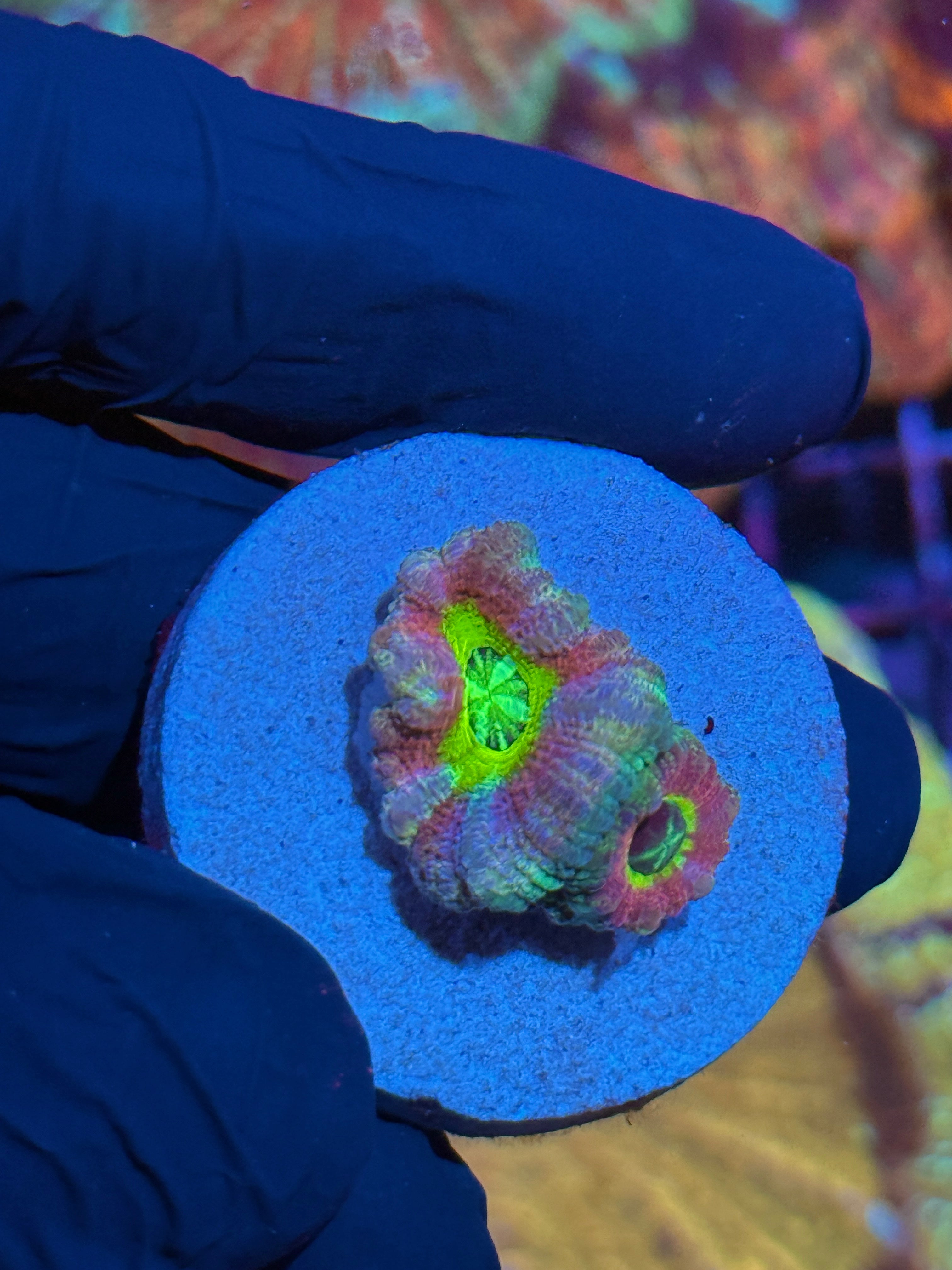 JEA Rainbow Lollipop Asian Acans 2 XL Polyps * NEW RELEASE LIMITED*