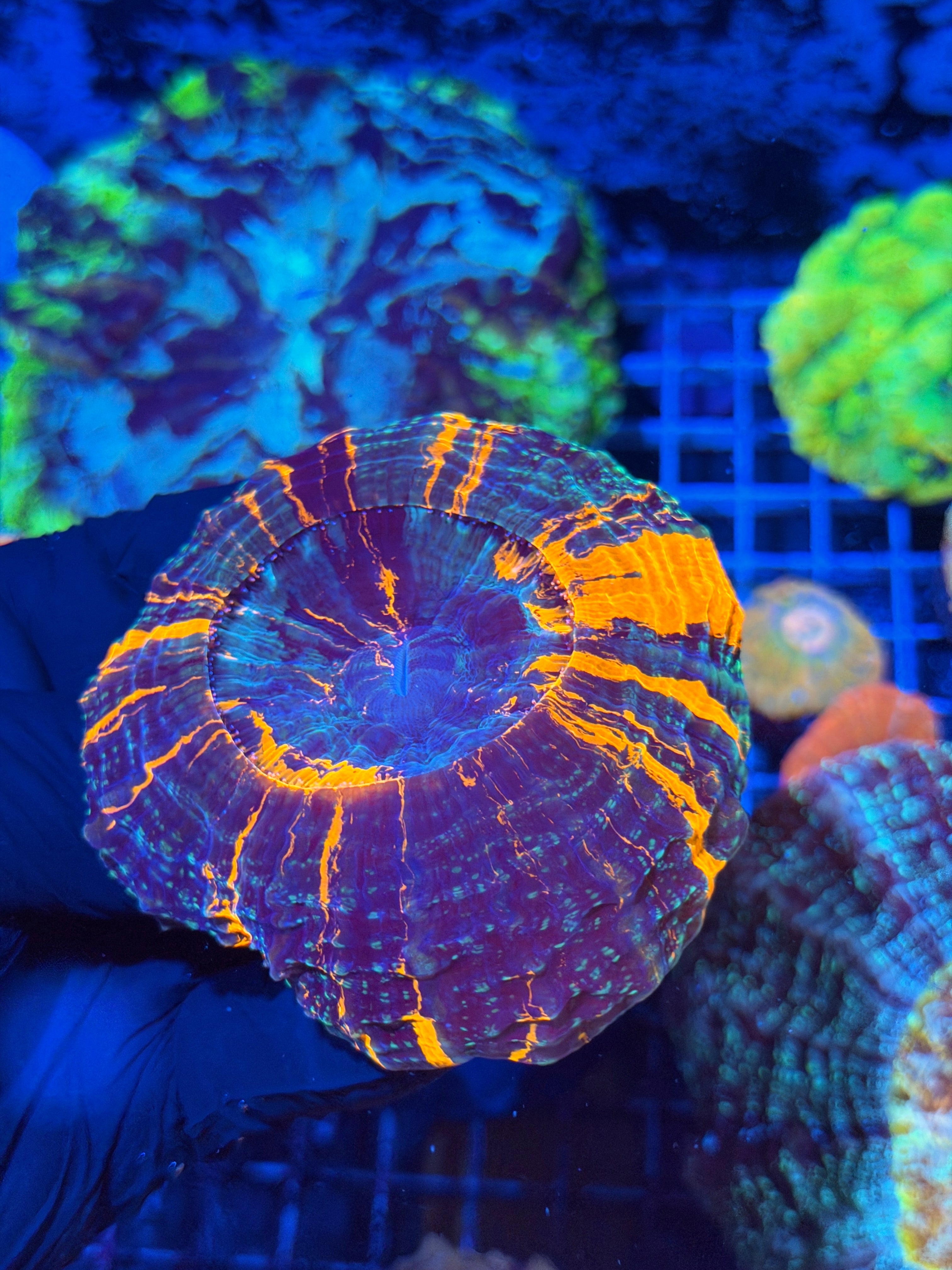 Striped Master Acanthophyllia Meat Coral