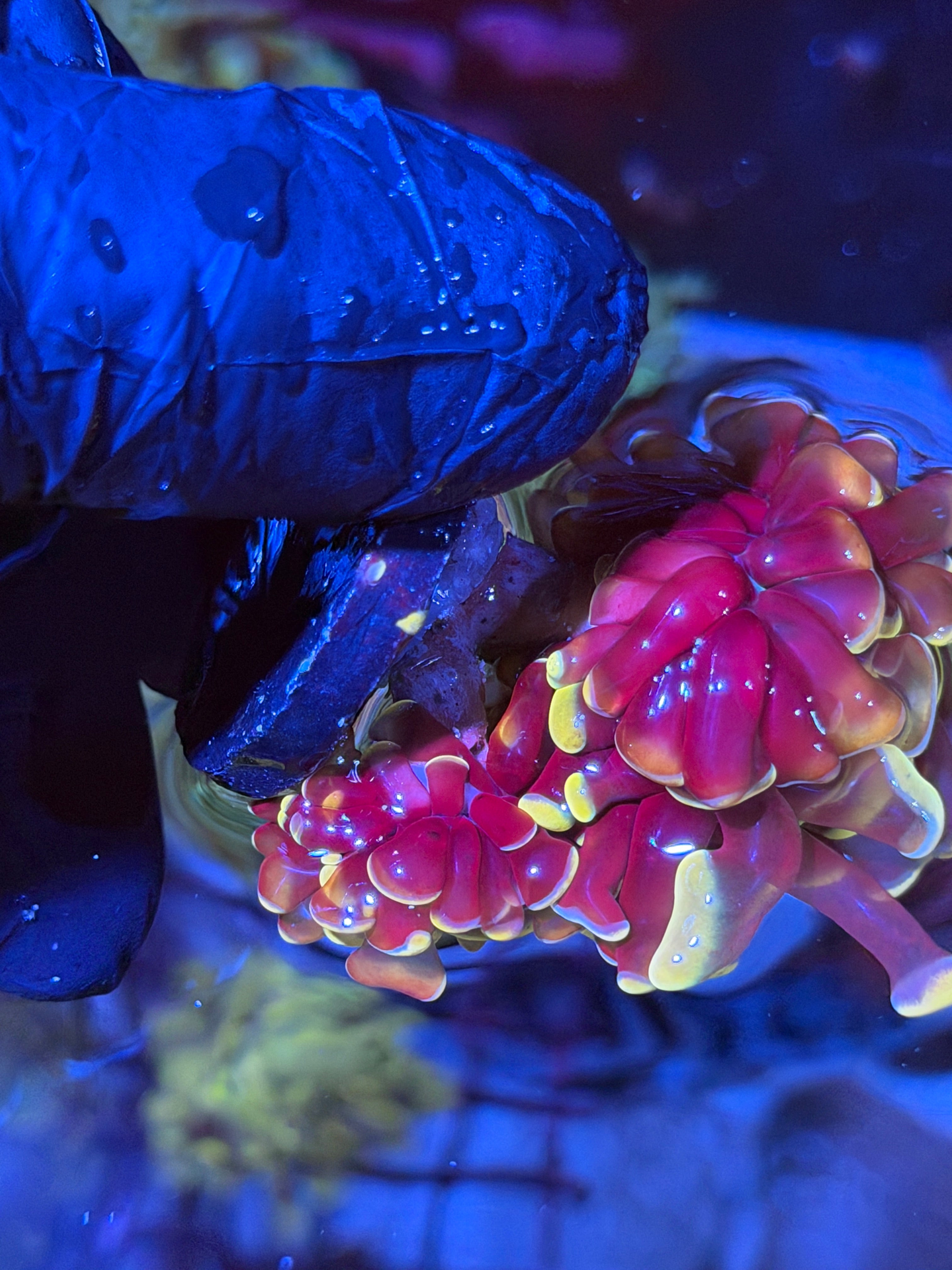 JEA Orange Fusion Hammer Coral 3 Heads XXL