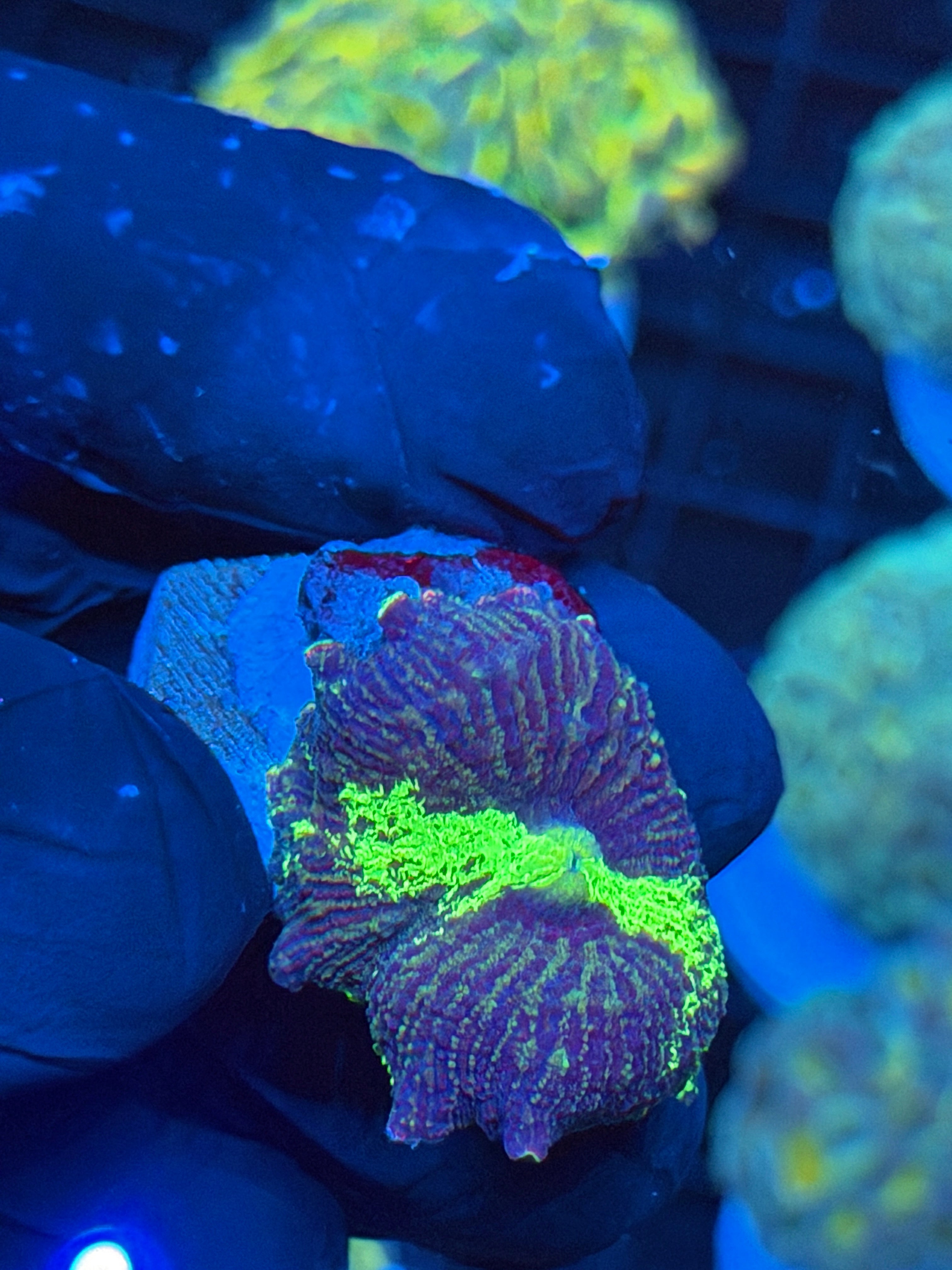 JEA Acid Trip Jawbreaker Mushroom Coral Collectors Piece 9/6