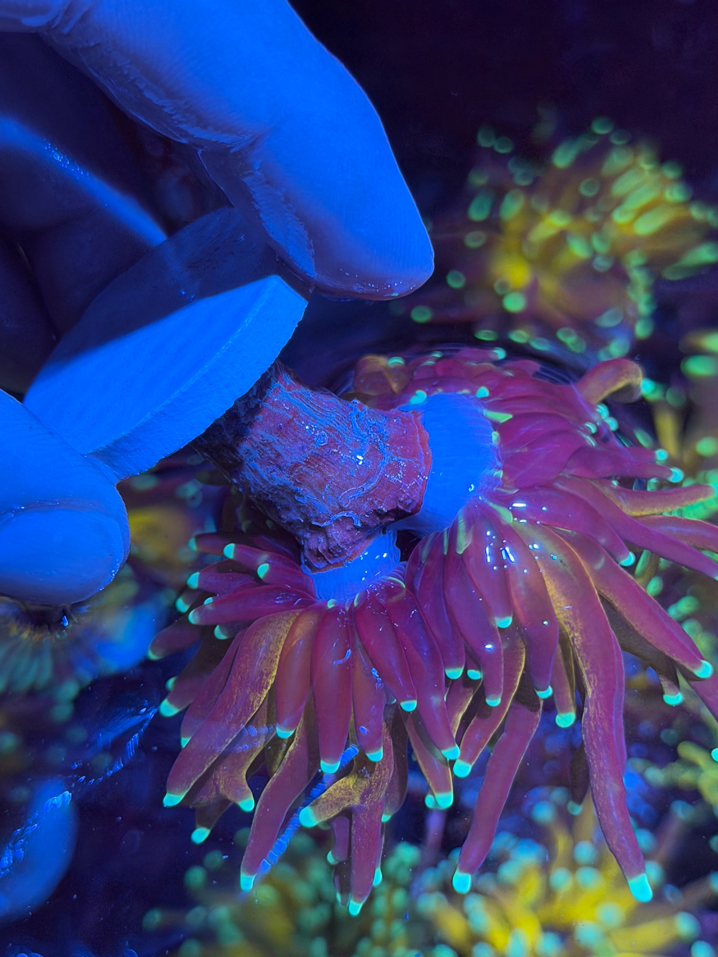 JEA Striped Tiger 2.0 Torch Coral 2-3 Heads Splitting XXL -