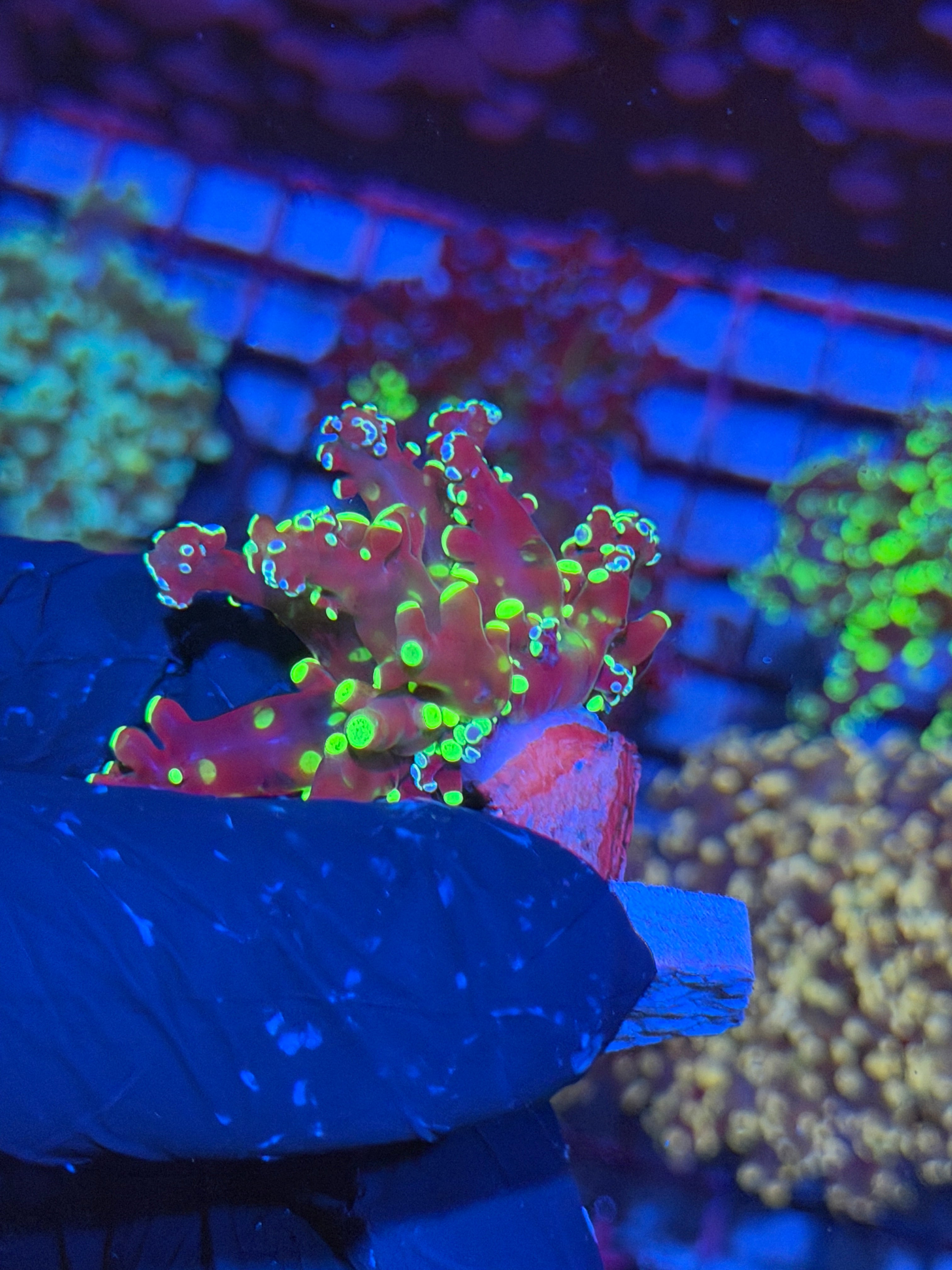 JEA Toxic Yellow Frogspawn 1 XXL Head 6/3