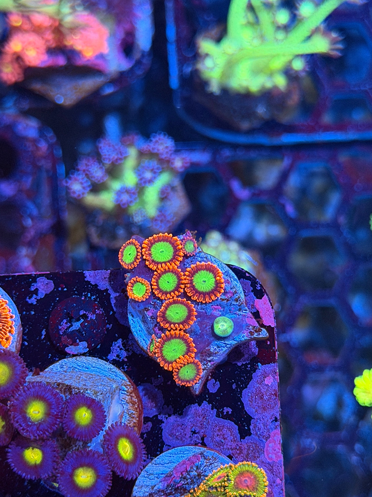 JEA Goblins Zoanthid Coral 11 Polyps 10/11