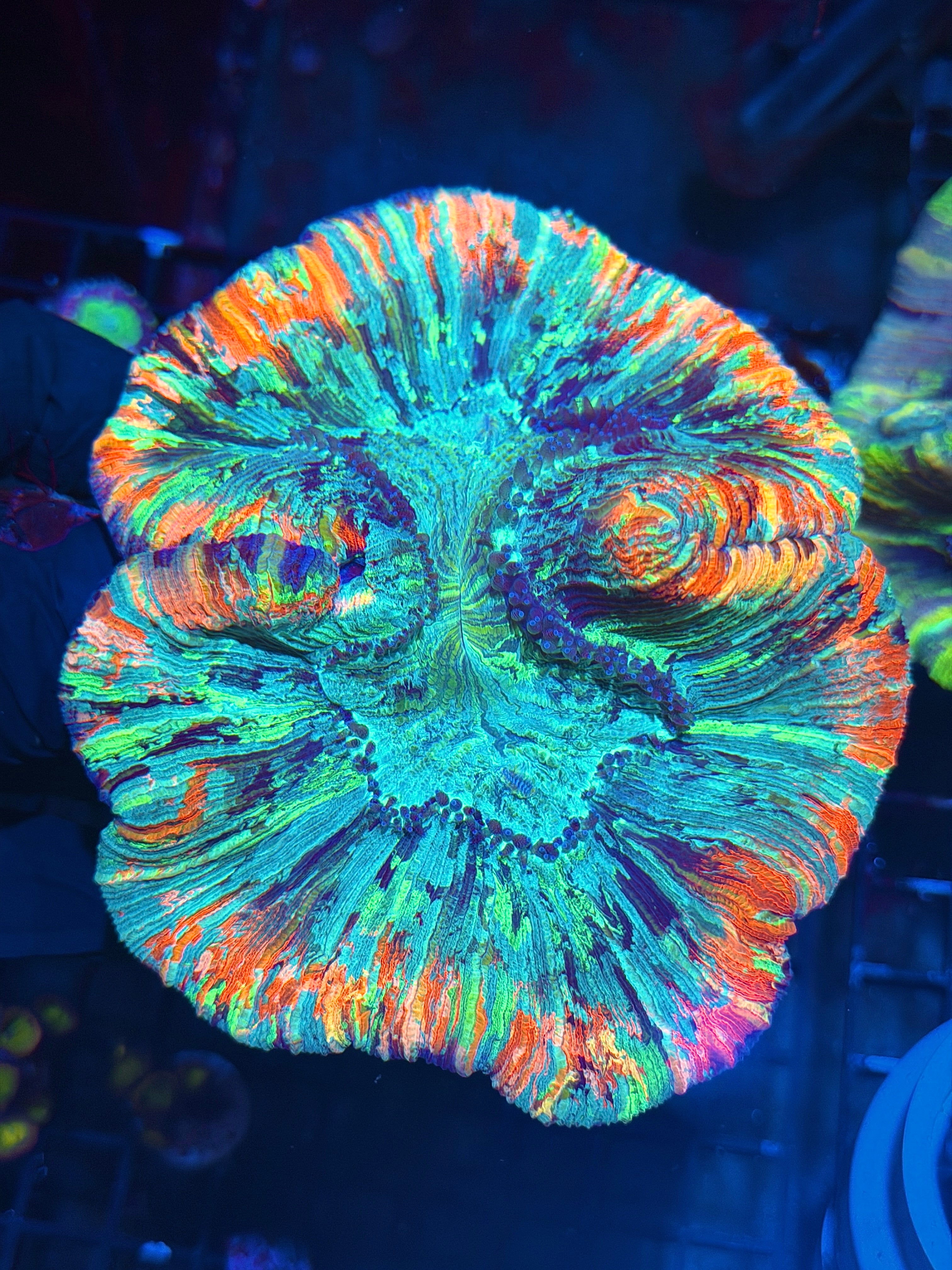 Insane Rainbow Trachyphyllia Meat Coral XXXL Show Size Collectors Piece