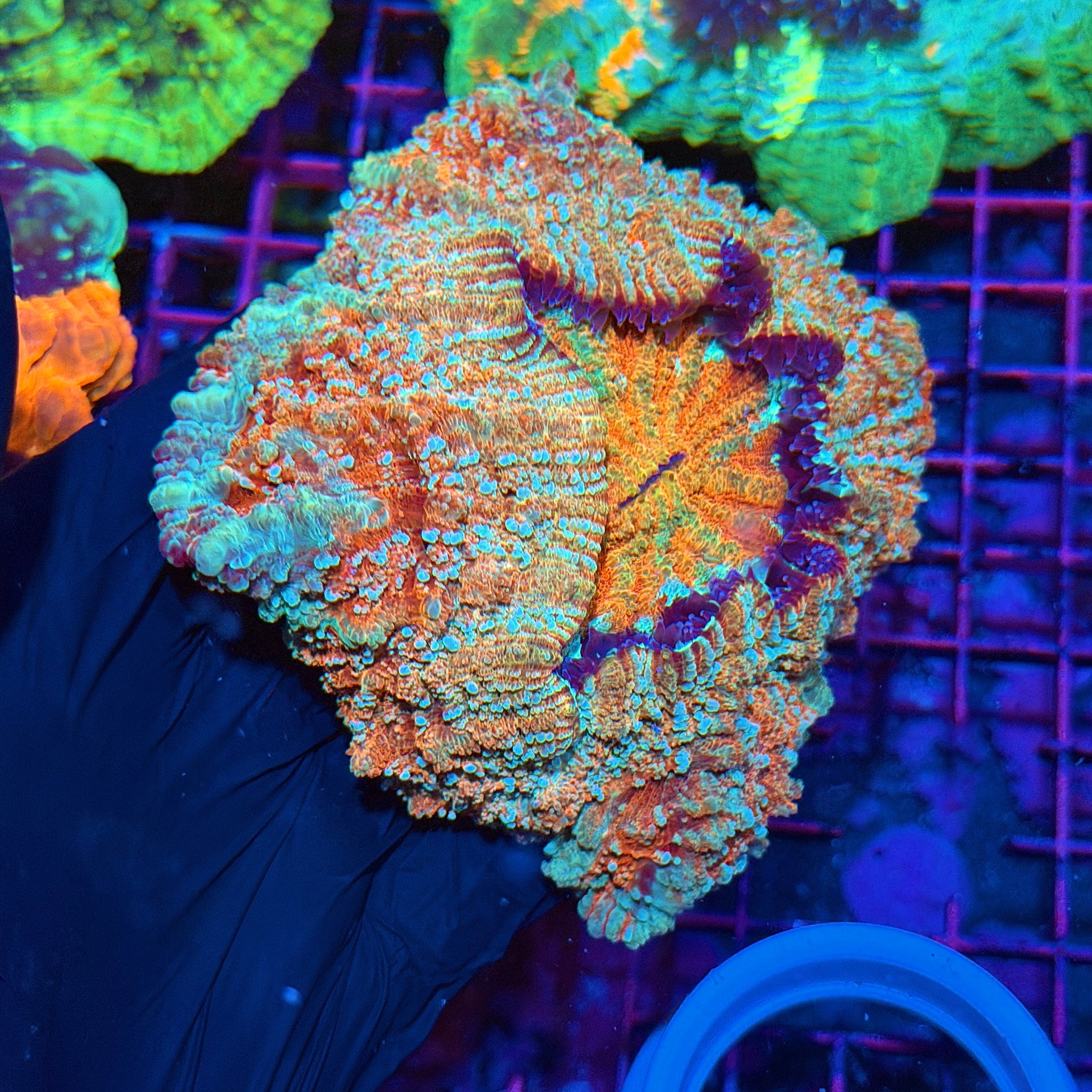 Insane Rainbow Acanthophyllia Meat Coral 3/25