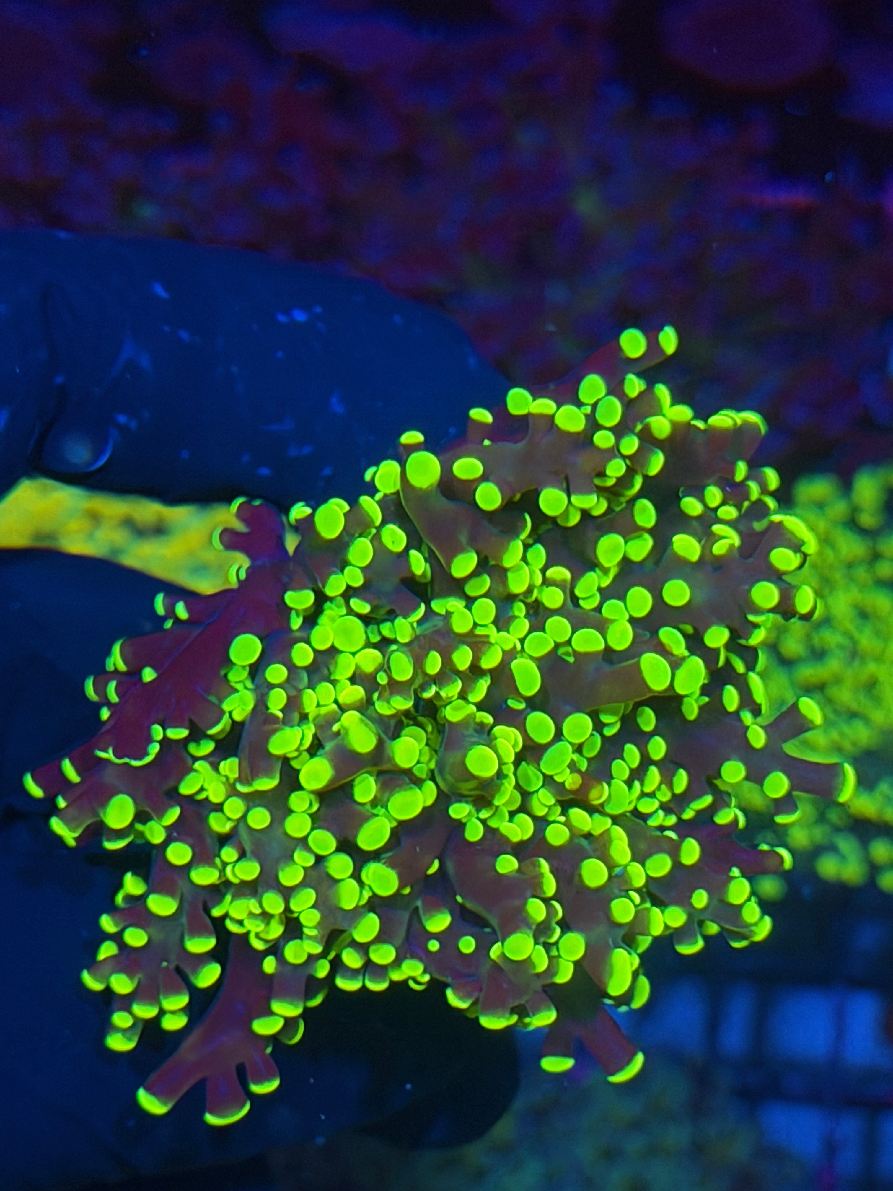JEA Yellow Frogspawn Coral 1 XXL Head 7/22