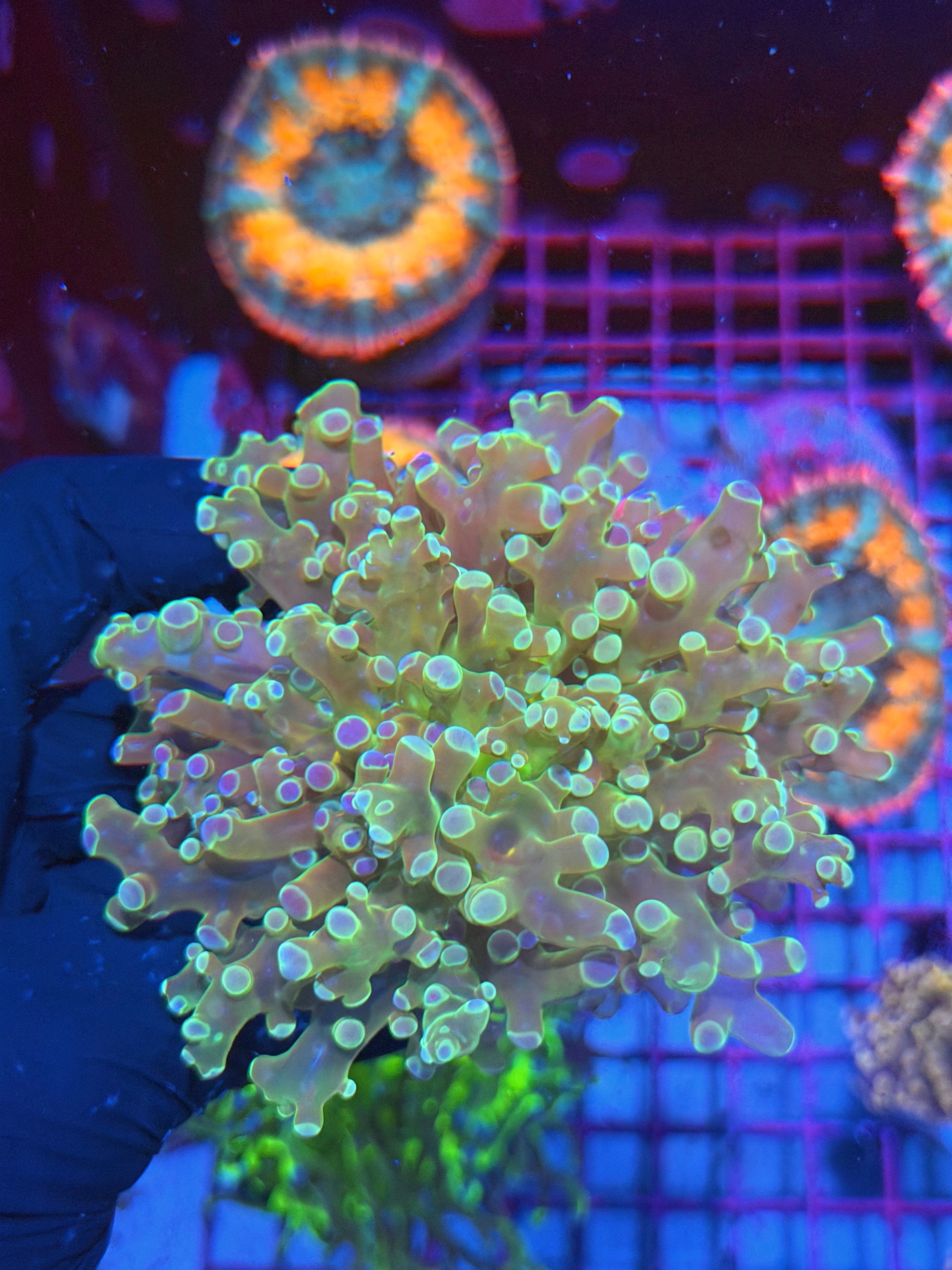 JEA Holy Relic Frogspawn Coral 1 XXL Head Splitting 7/9