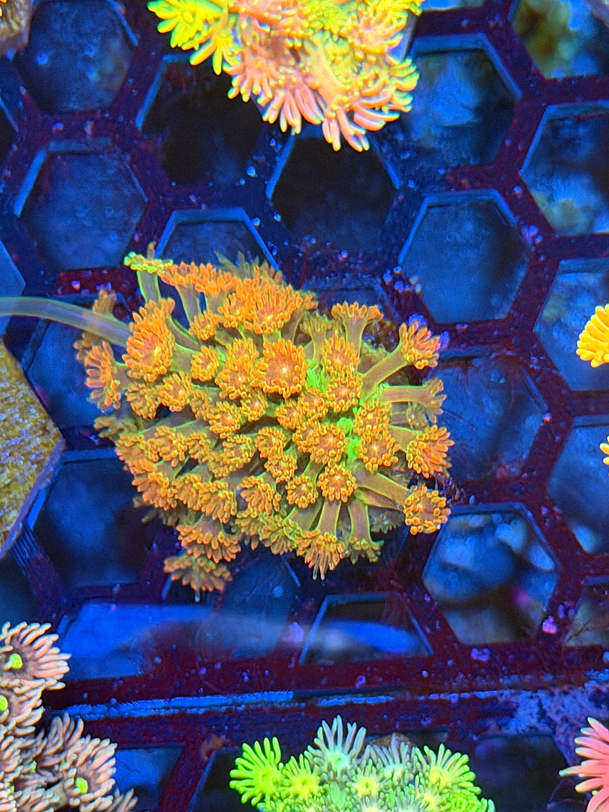 JEA Heatwave Goniopora Coral