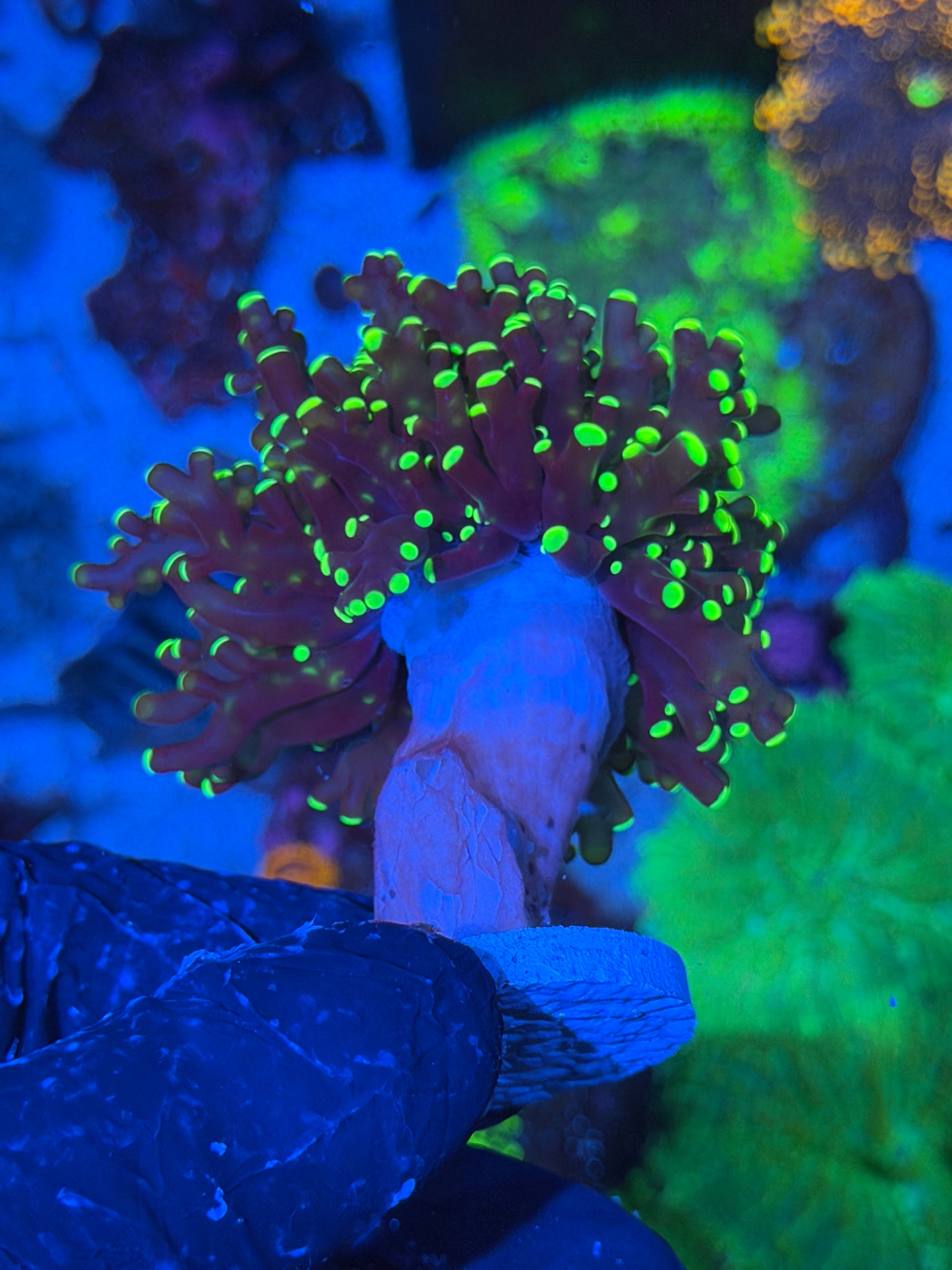 JEA Toxic Yellow Frogspawn Cora 1 XXL Head