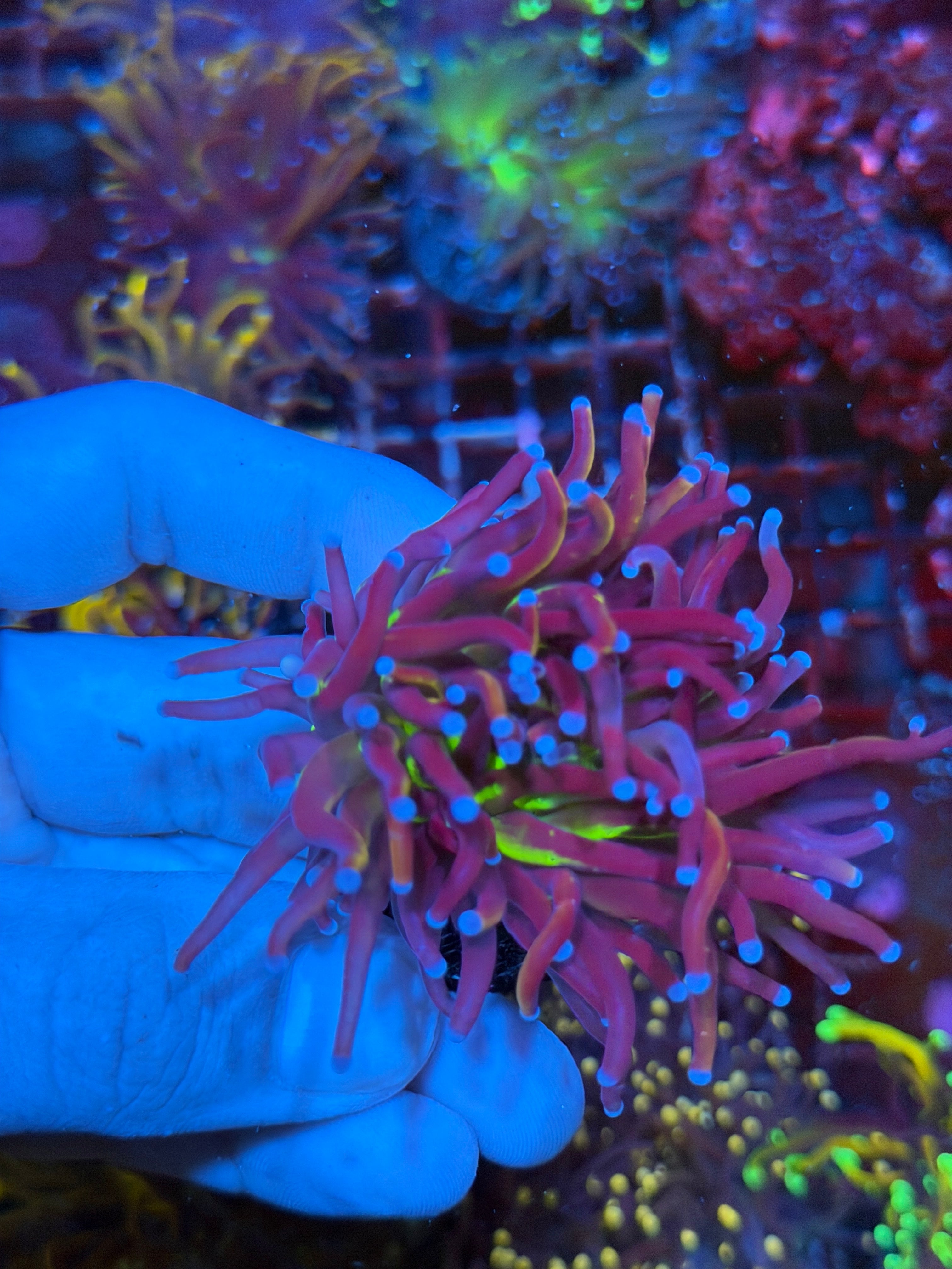 JEA Demon Goddess Torch Coral 1 XL Head 2/25
