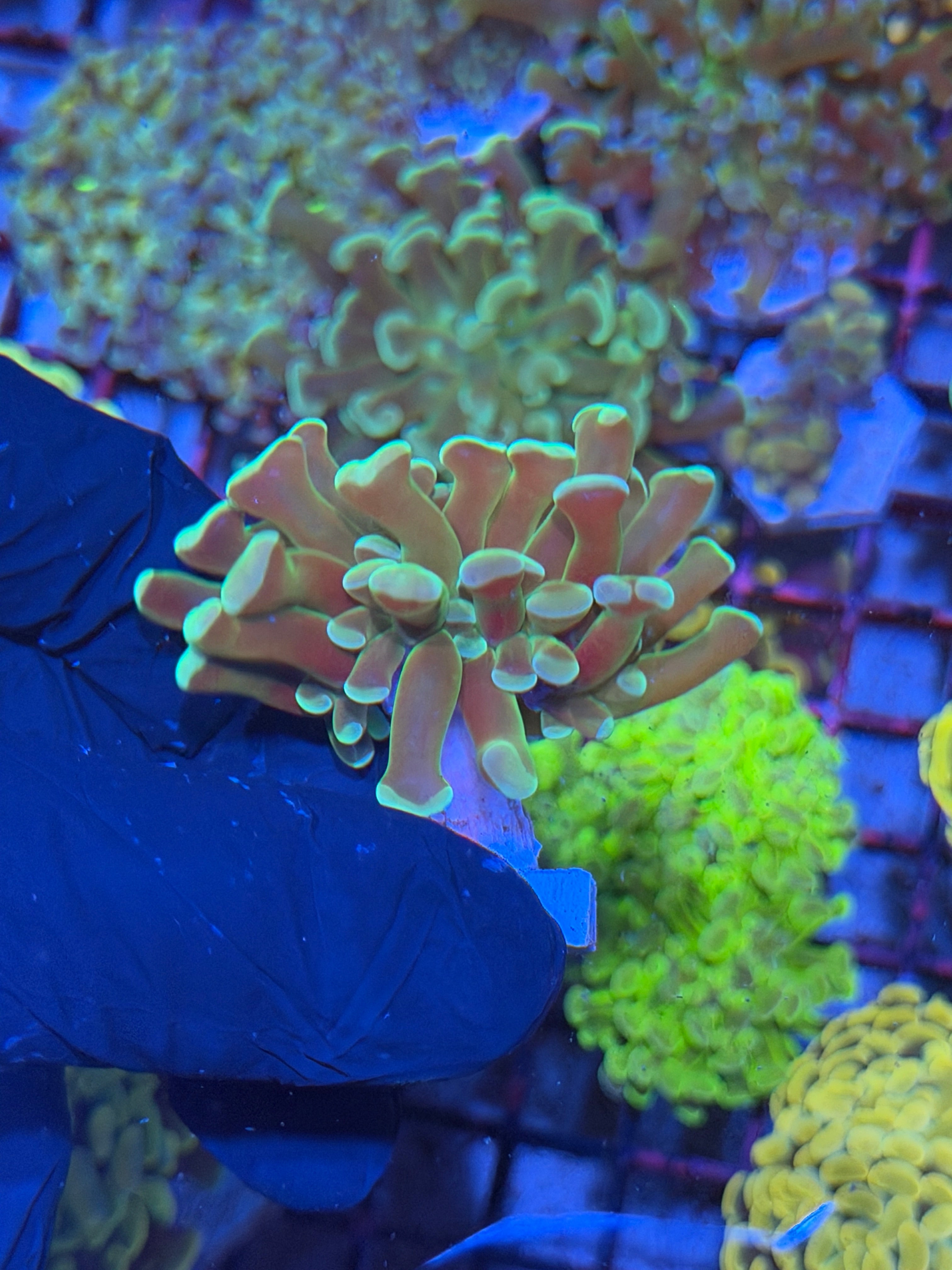 JEA Kaleidoscope Hammer Coral 1 XL Head 7/9