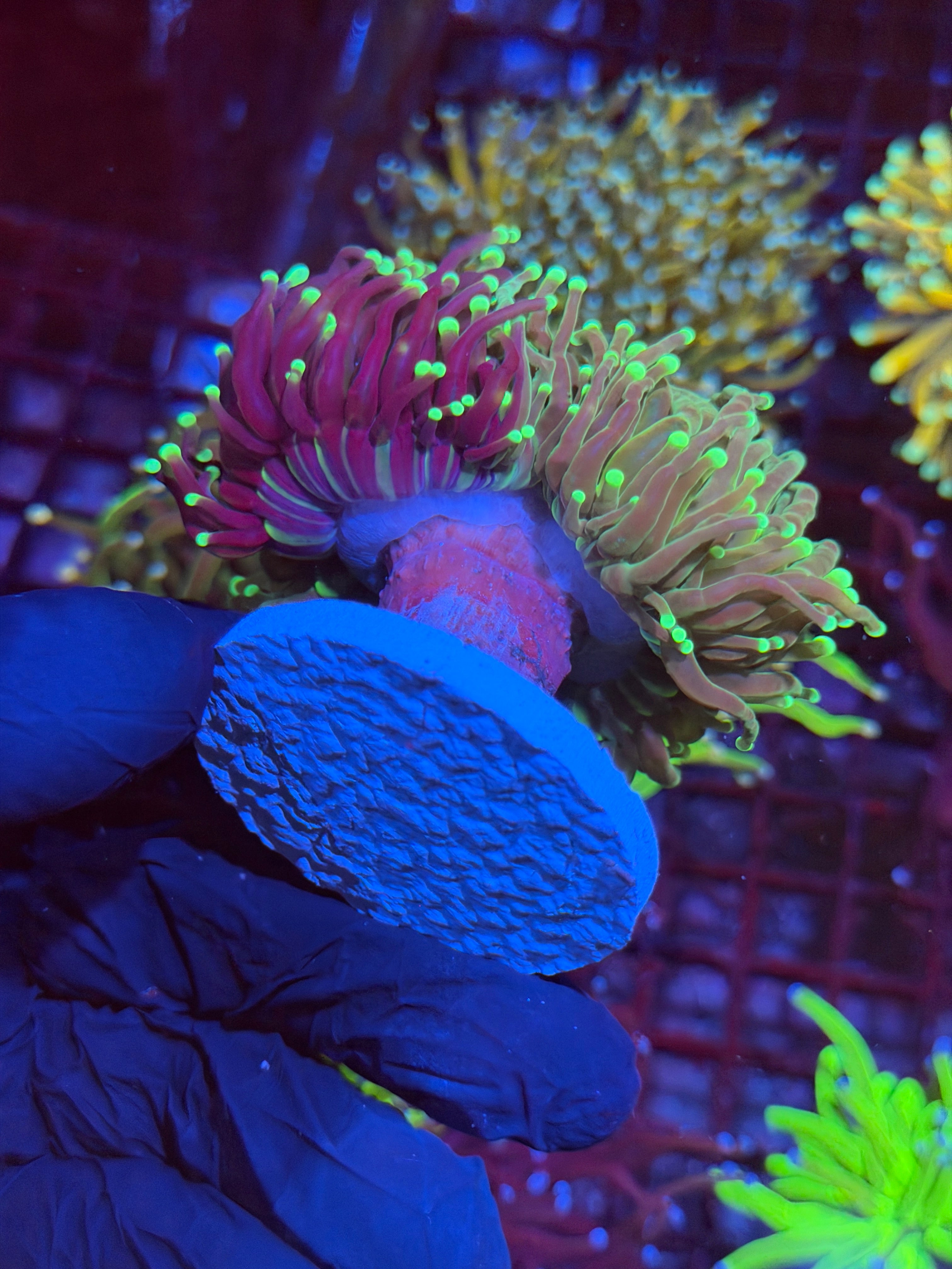 JEA Grafted Master Torch Coral 2 XXL Heads Splitting Collectors Piece 9/6
