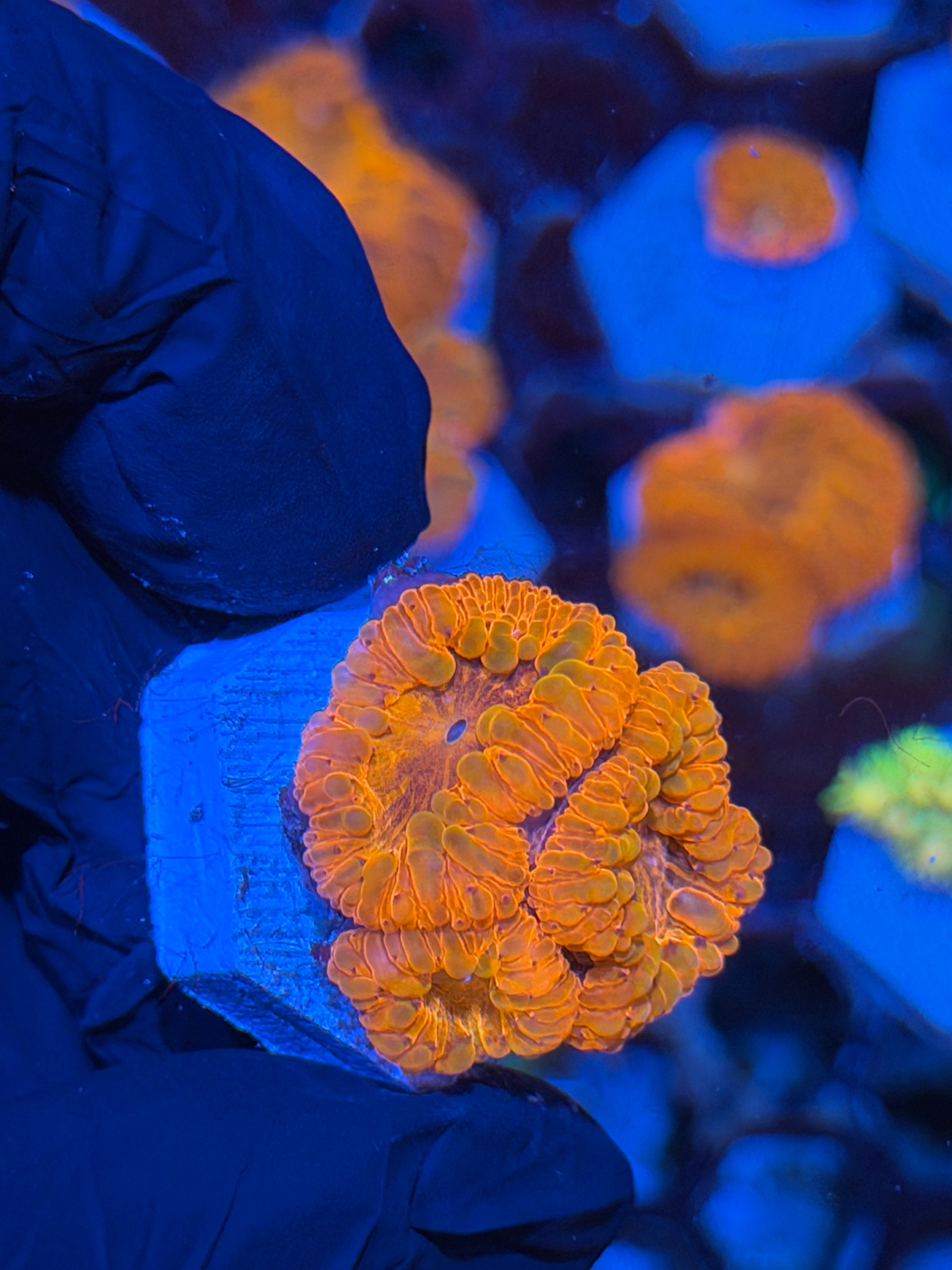 JEA Bloodsucker Blastomussa Coral 3 Heads XL *New Release*