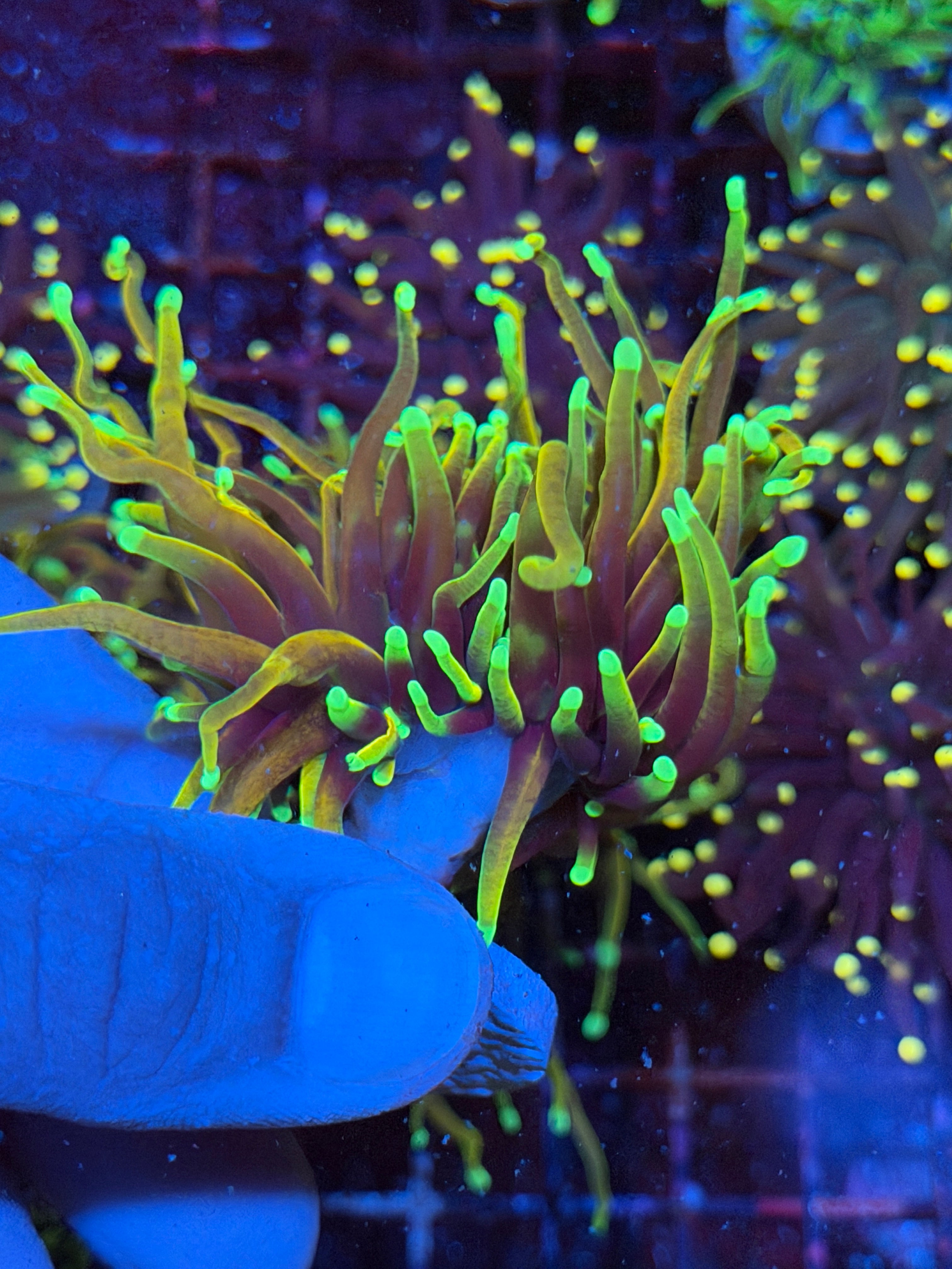 JEA Dragon Fire Torch Coral 1 XL Head Splitting