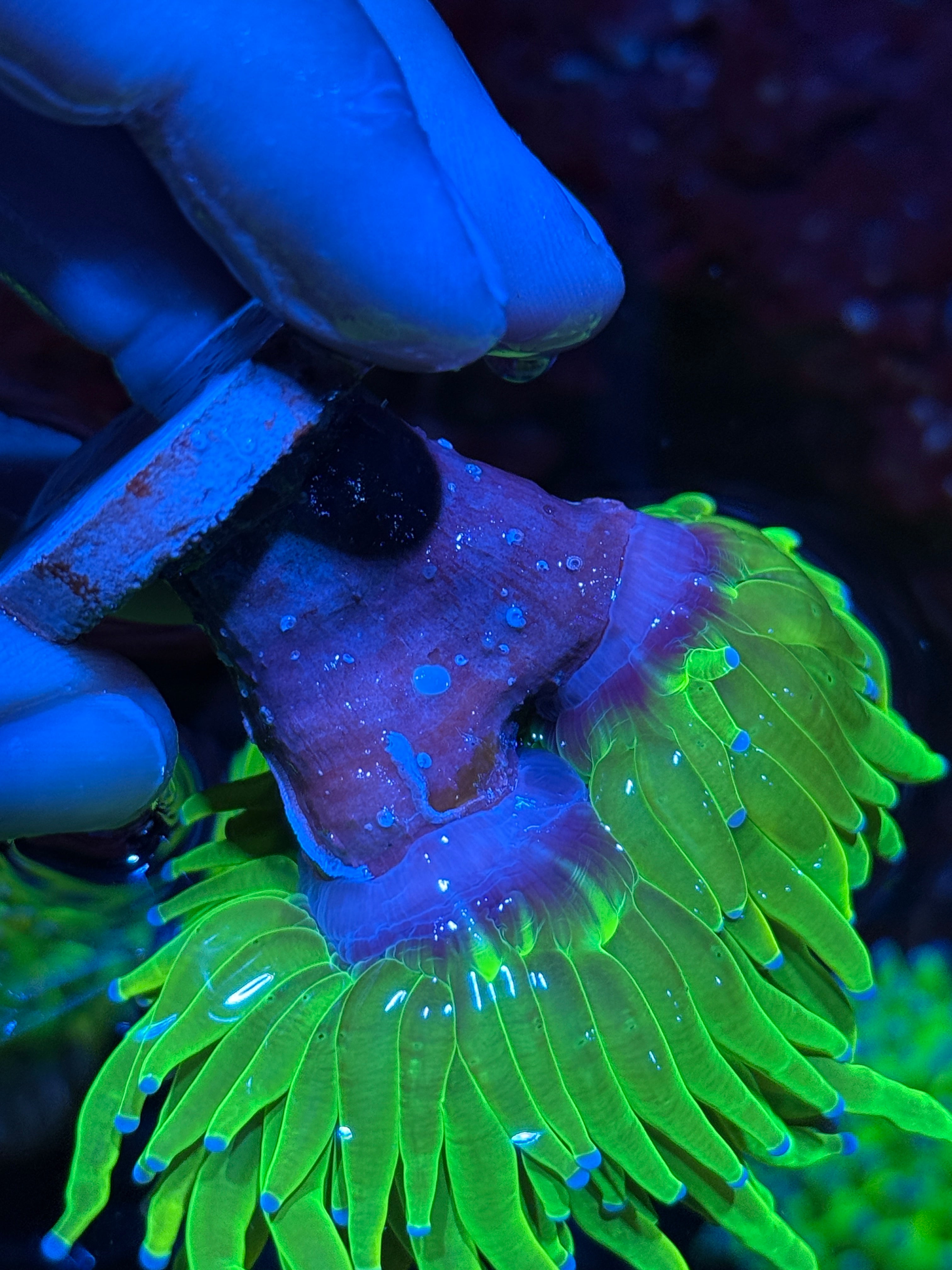 JEA Holy Grail Torch Coral 2 XL Heads 10/5