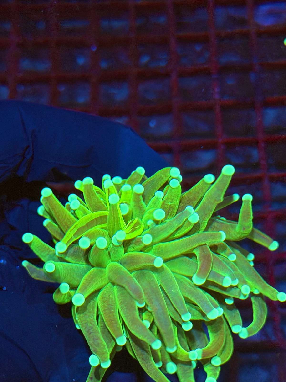 JEA Grafted Master Holy Grail Torch Coral 1 XXL Head Splitting 9/22