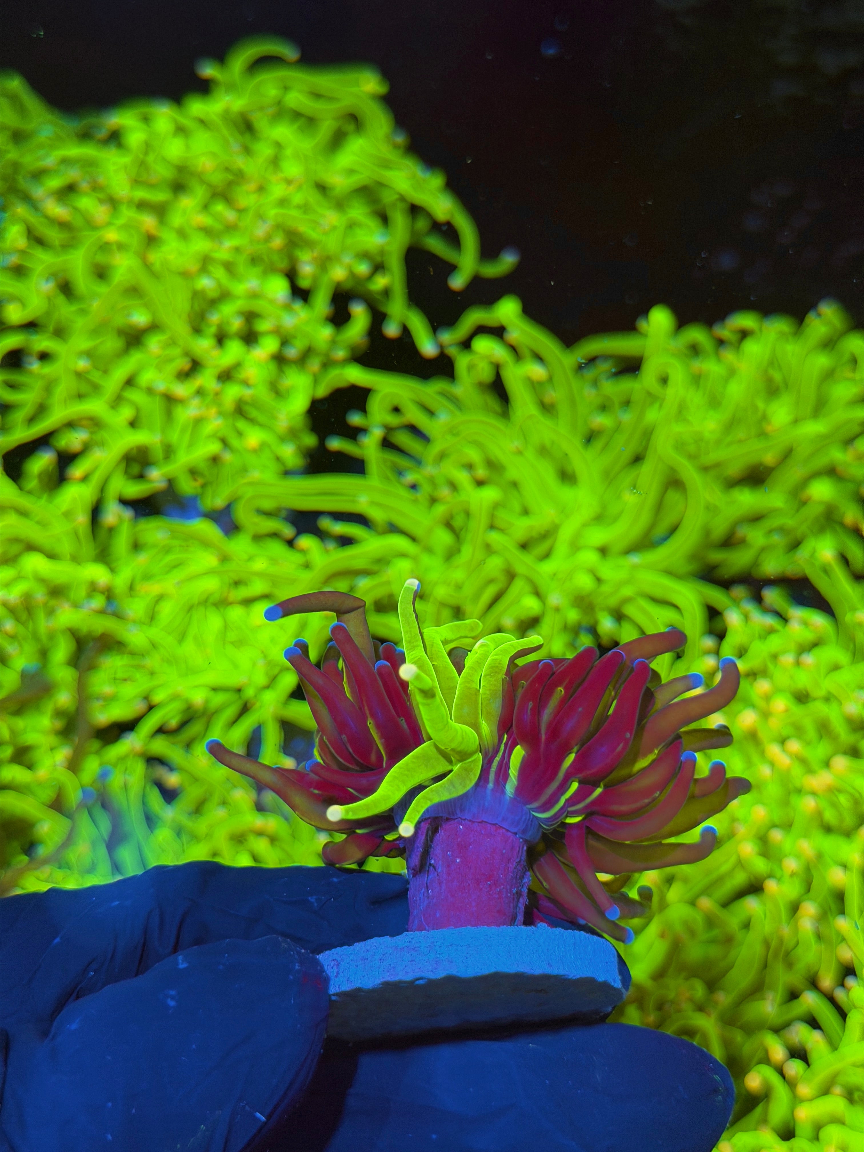 JEA Grafted Holy Grail Torch Coral 1 XL Head RARE 7/14