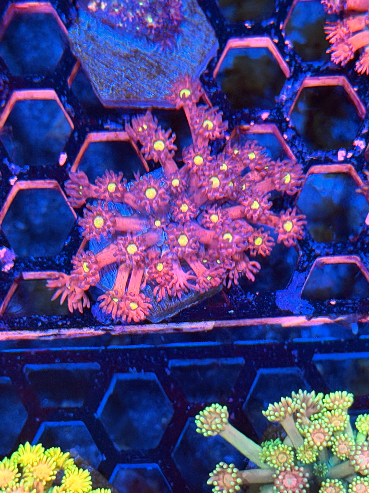 JEA Dragonfruit Goniopora Coral