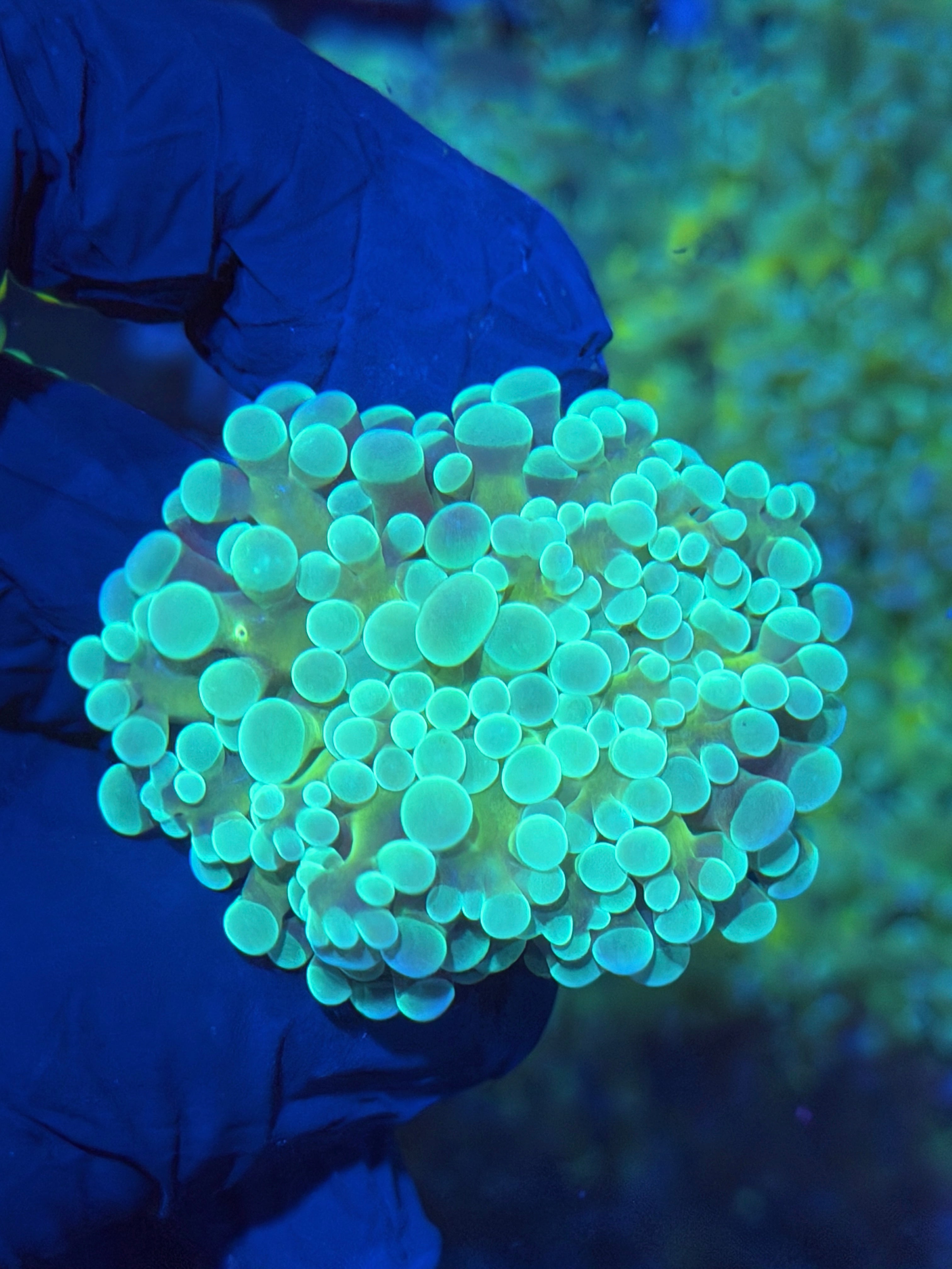 JEA Kaleidoscope Hammer Coral 1 XL Heads 12/1