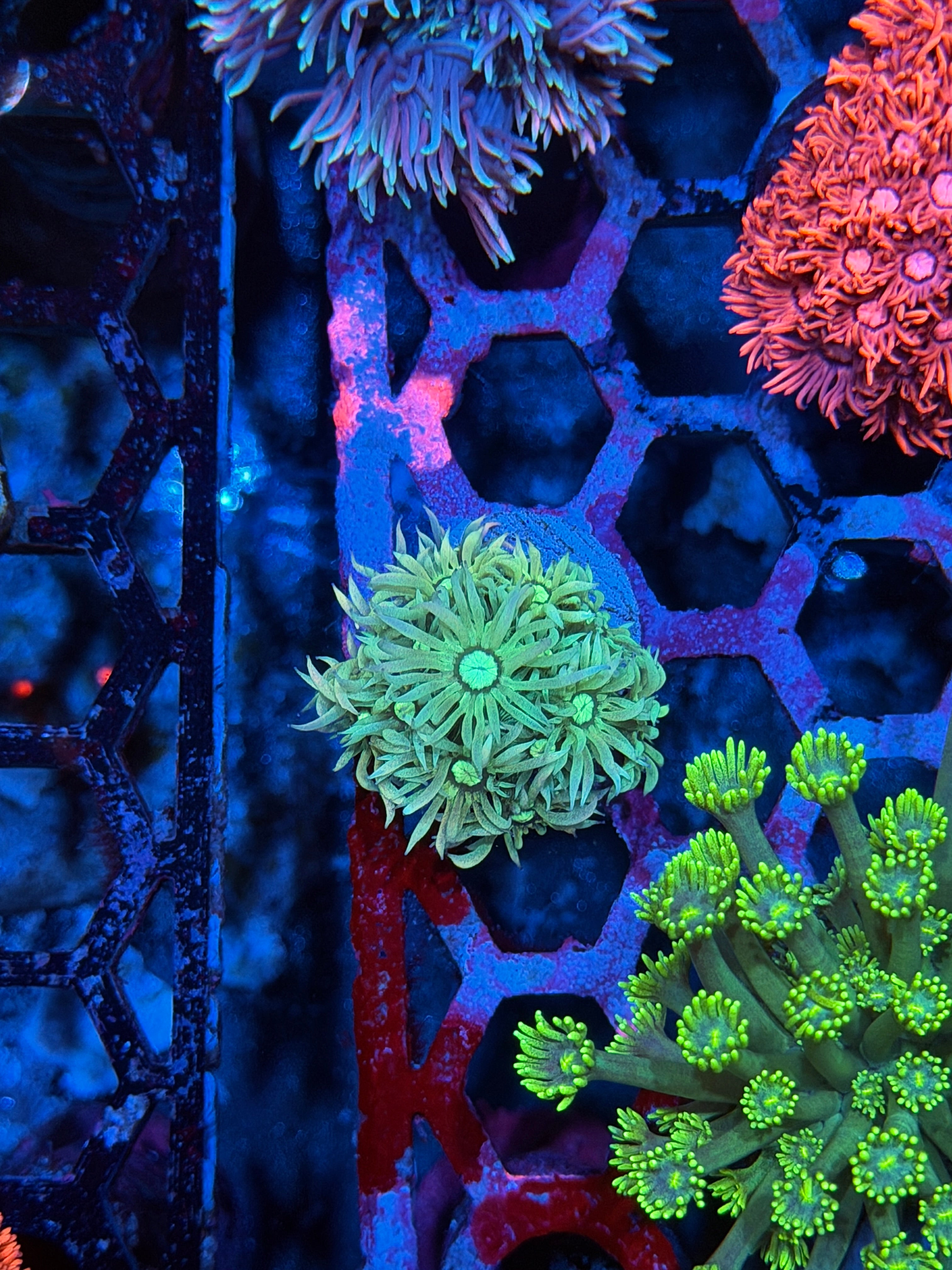 JEA Intergalactic Goniopora Coral