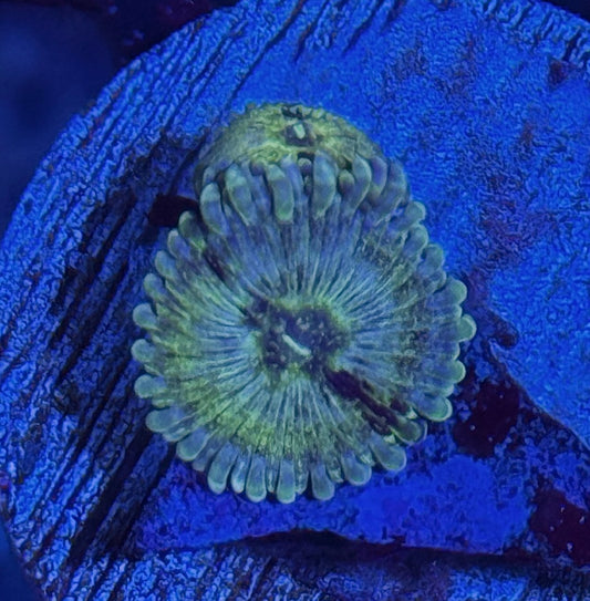 JEA OG Milky Way Zoanthid Coral 2 XL Polyps
