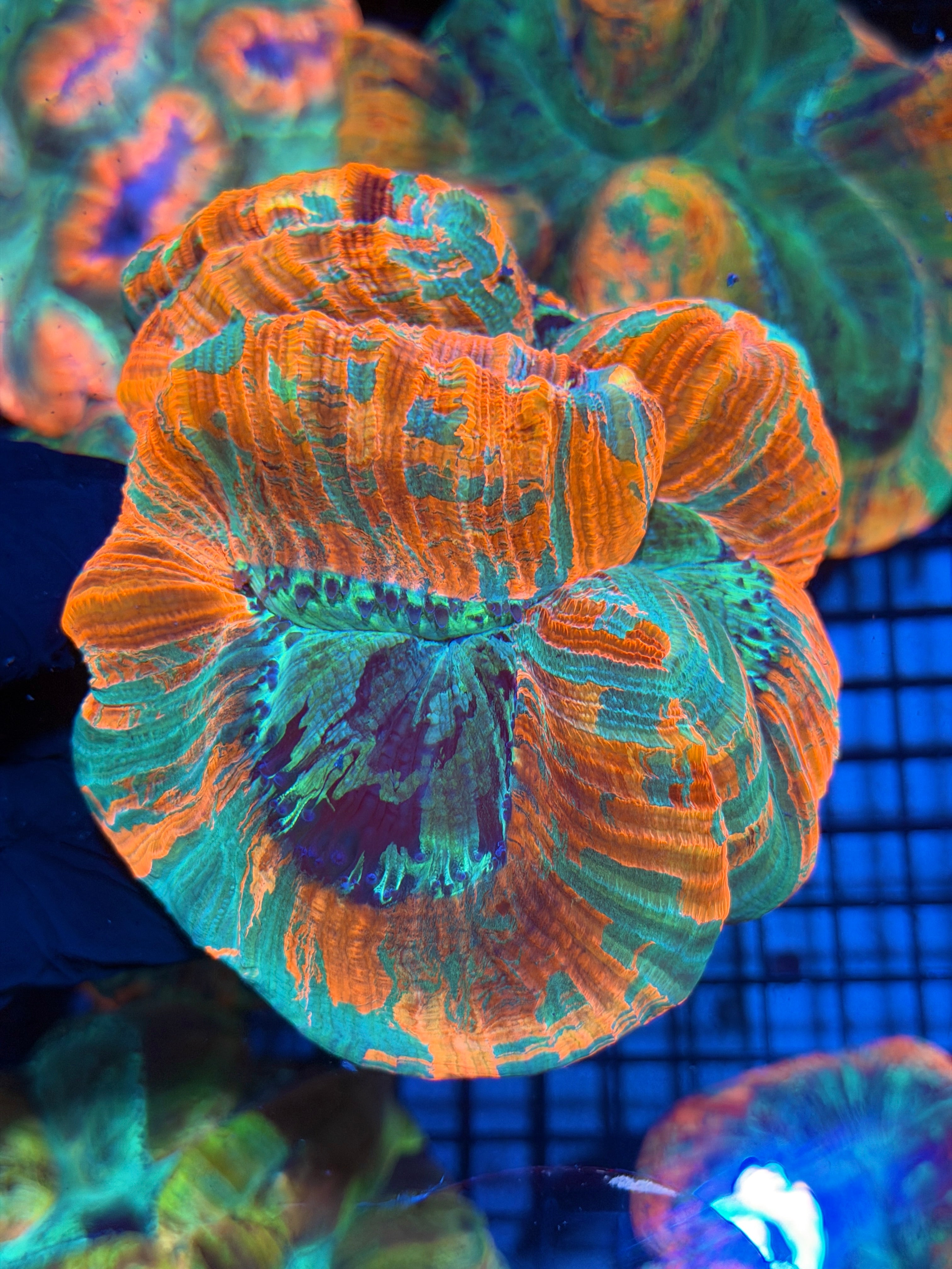 JEA Rainbow Indo Trachyphyllia Meat Coral XXL 11/28