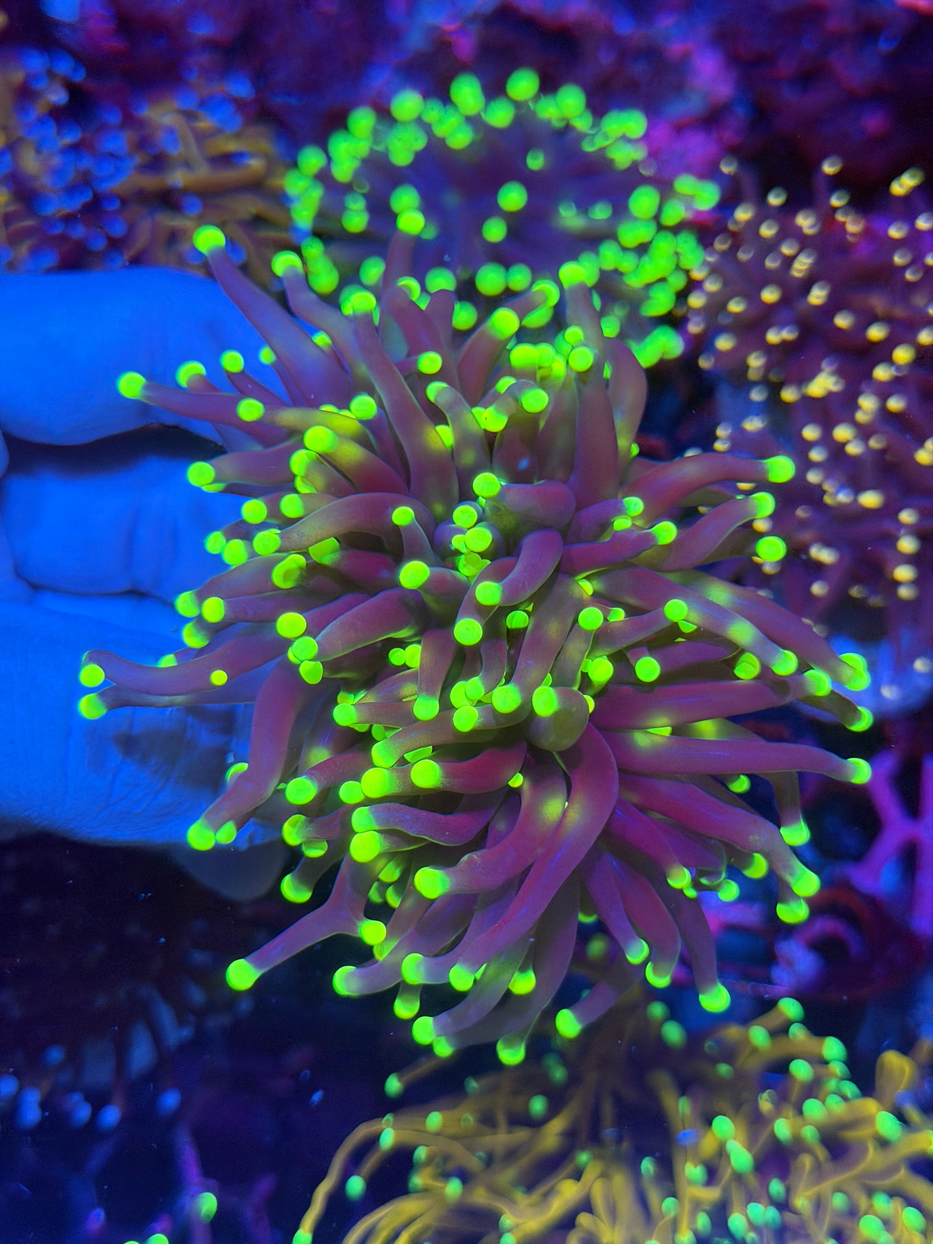 JEA OG Blacklight Torch Coral 2 Heads XL 11/28