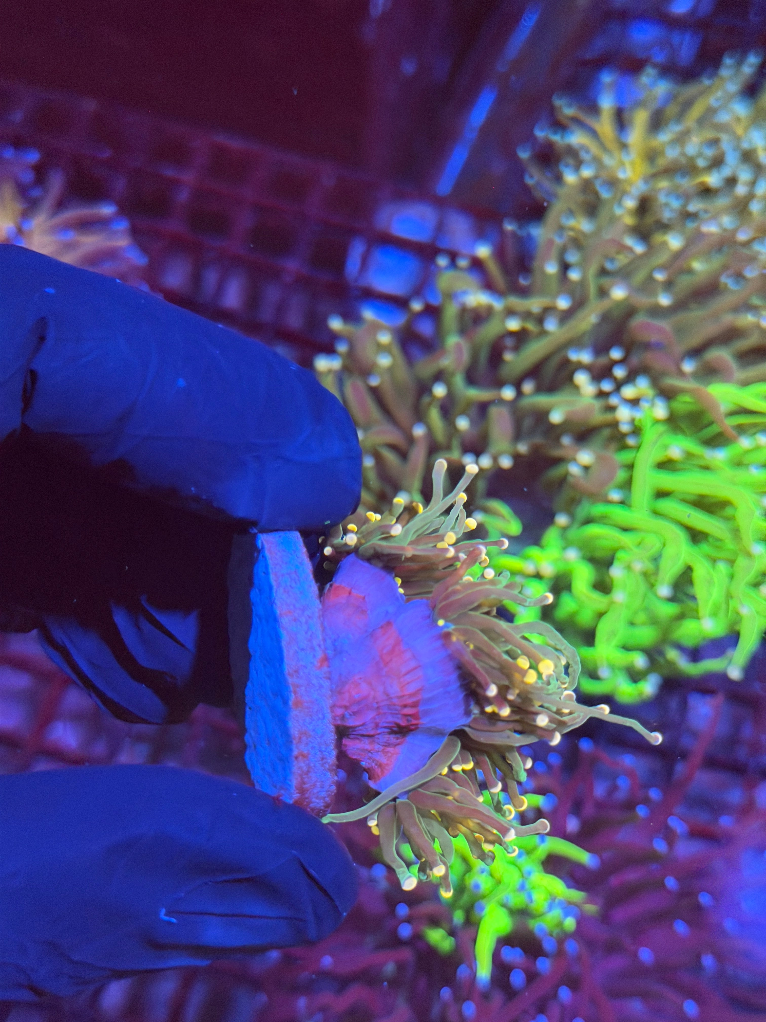 JEA Darksiders Torch Coral Splitting to 3 9/6