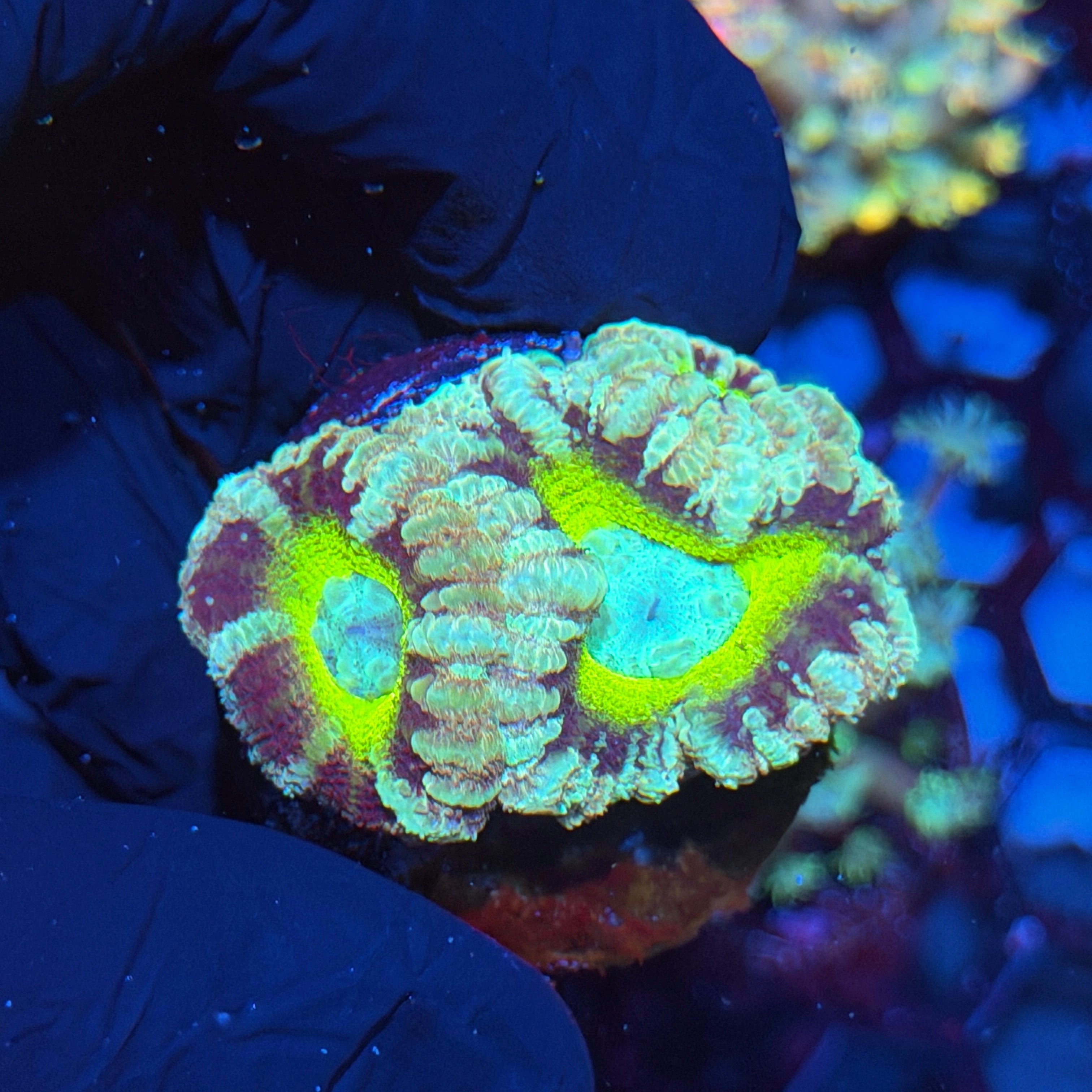 Jay's Exotic Corals