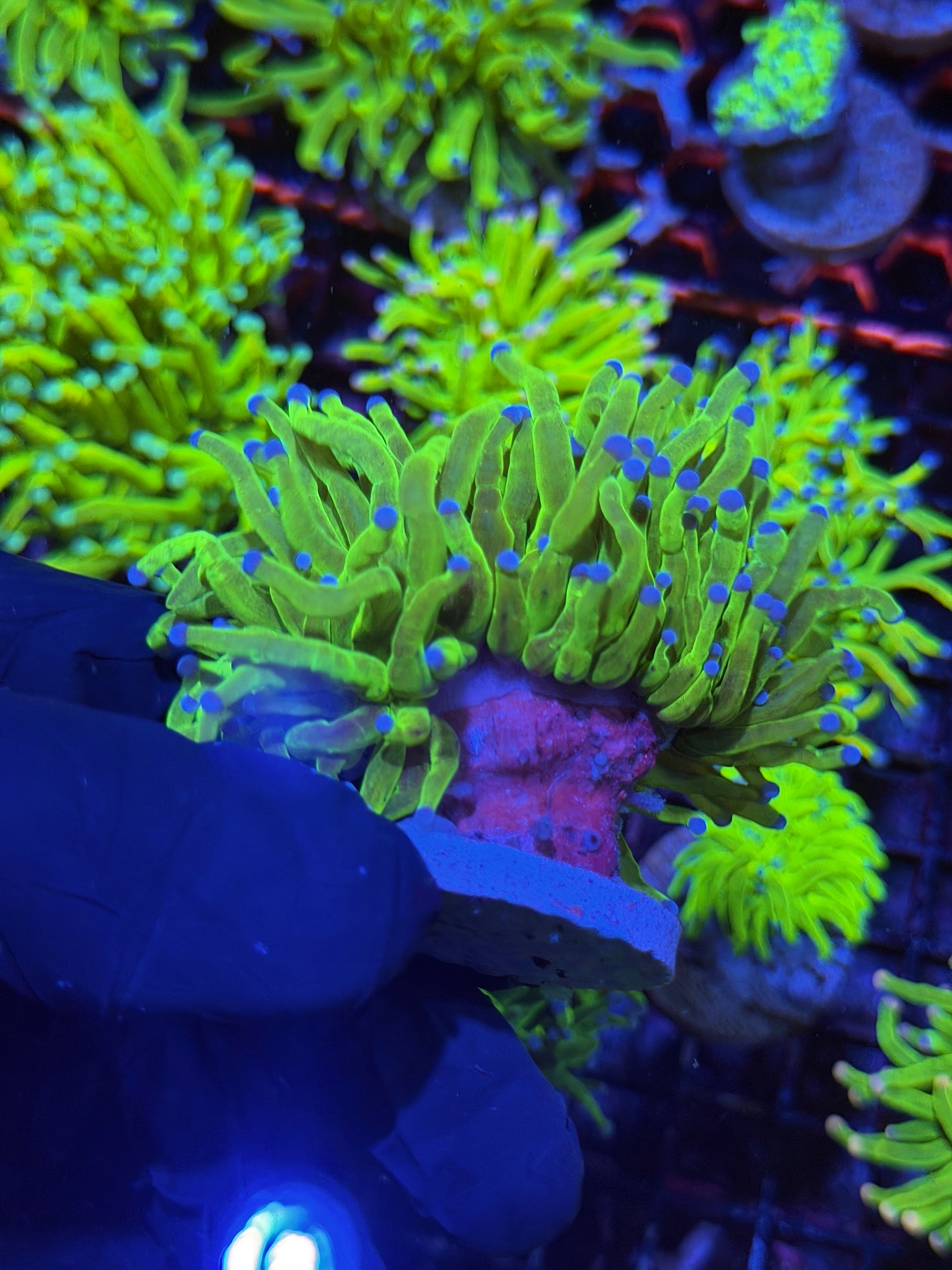 JEA Glitter Holy Grail Torch Coral 2 Heads Splitting XL