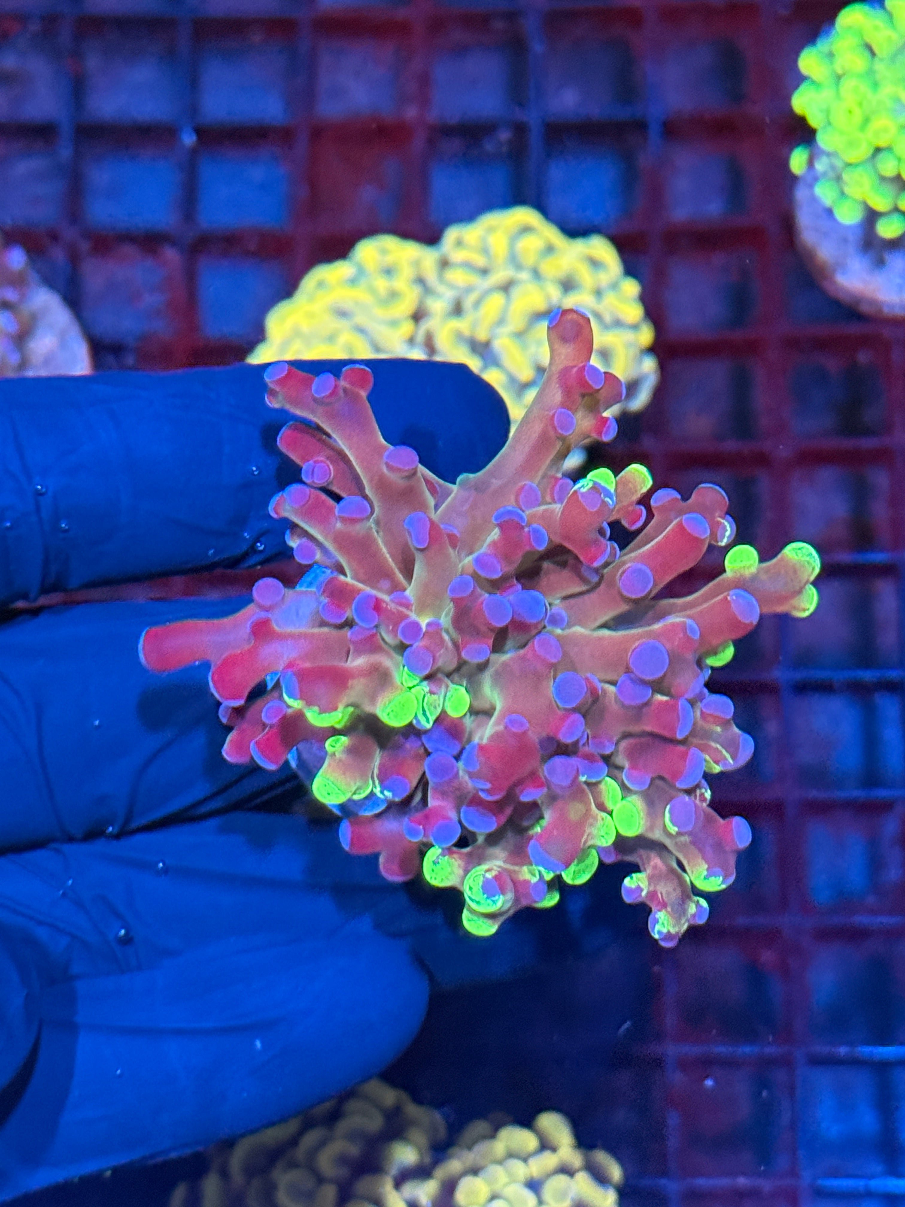 Multicolor Grafted Frogspawn Coral 10/12