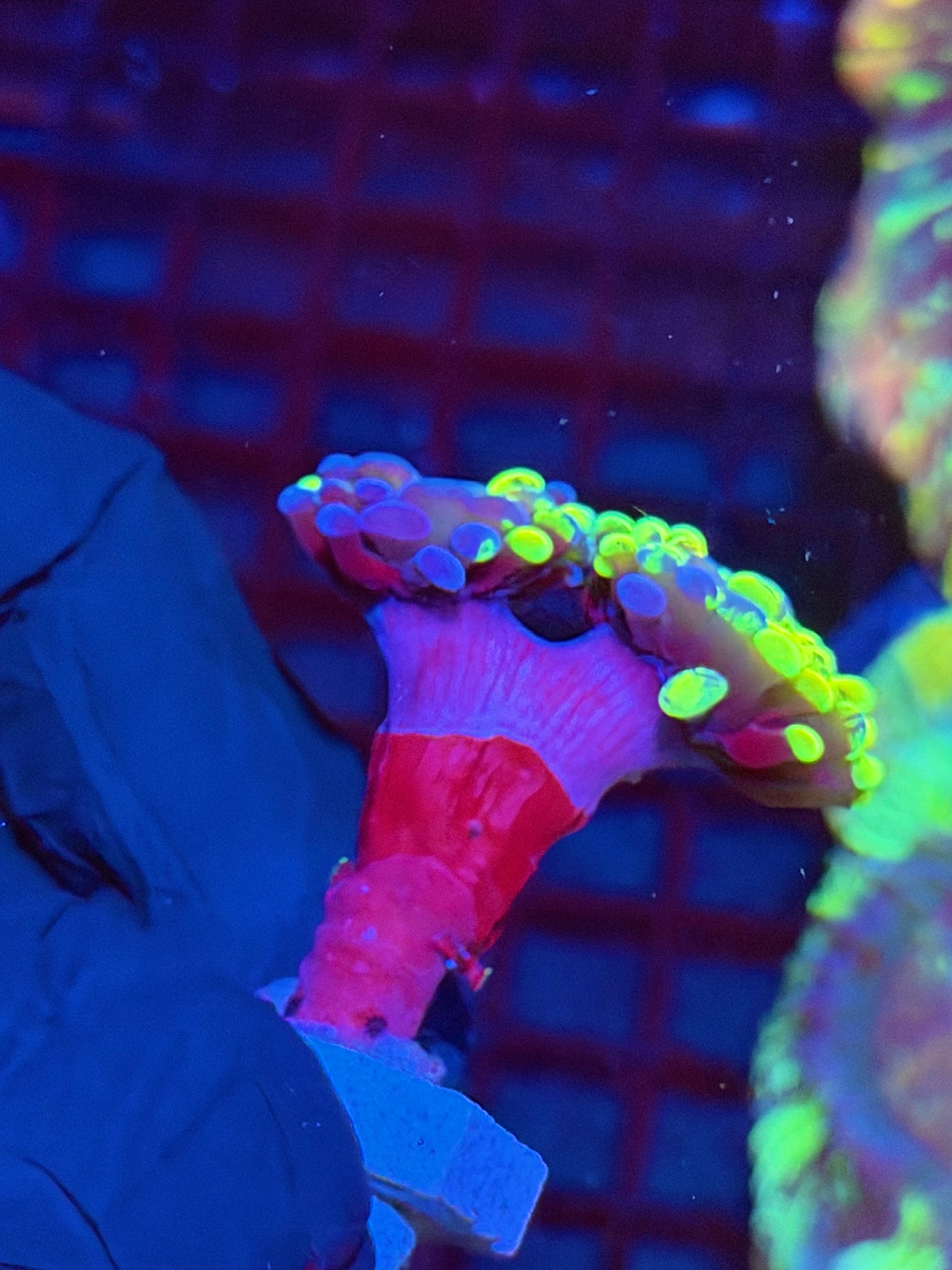 JEA Zeus’ Wrath Hammer Coral 2 Heads Grafted  (Yellow)