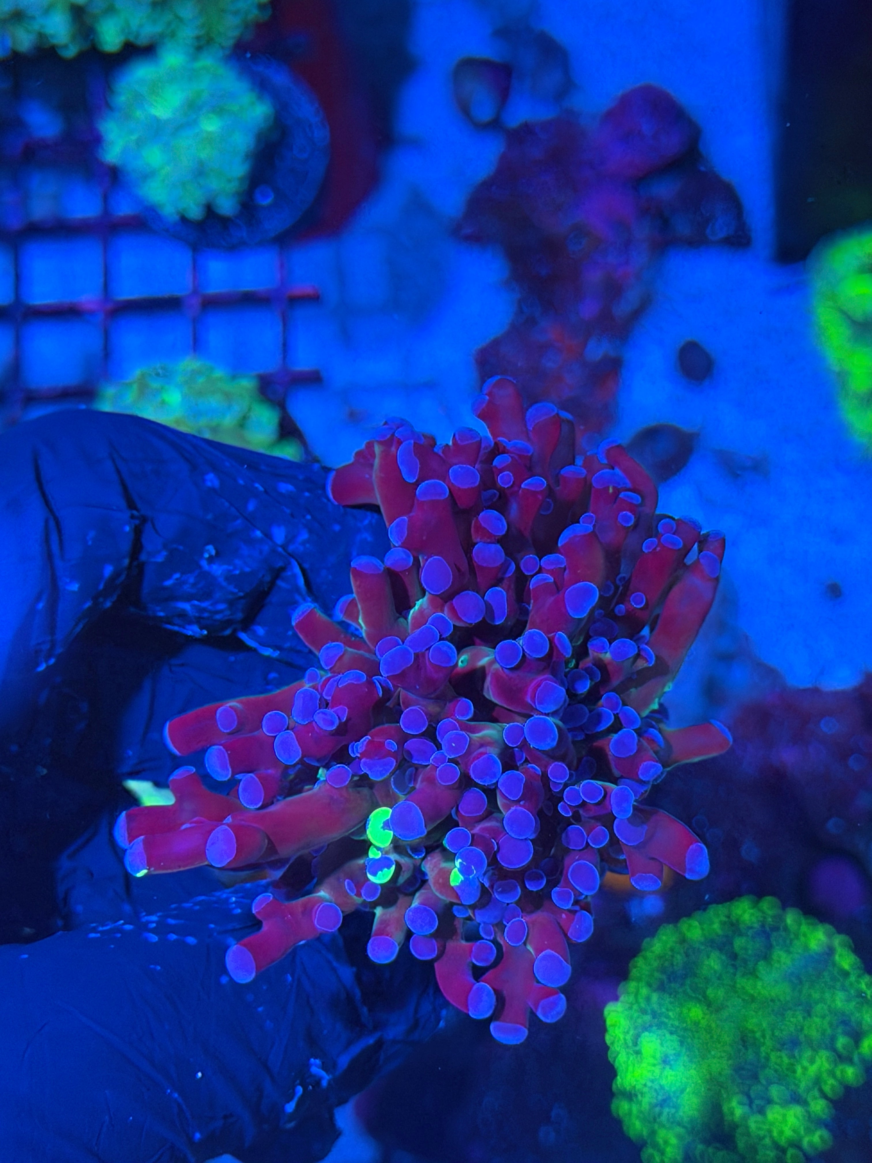 JEA Mardi Gras Frogspawn Coral 1 XL Head