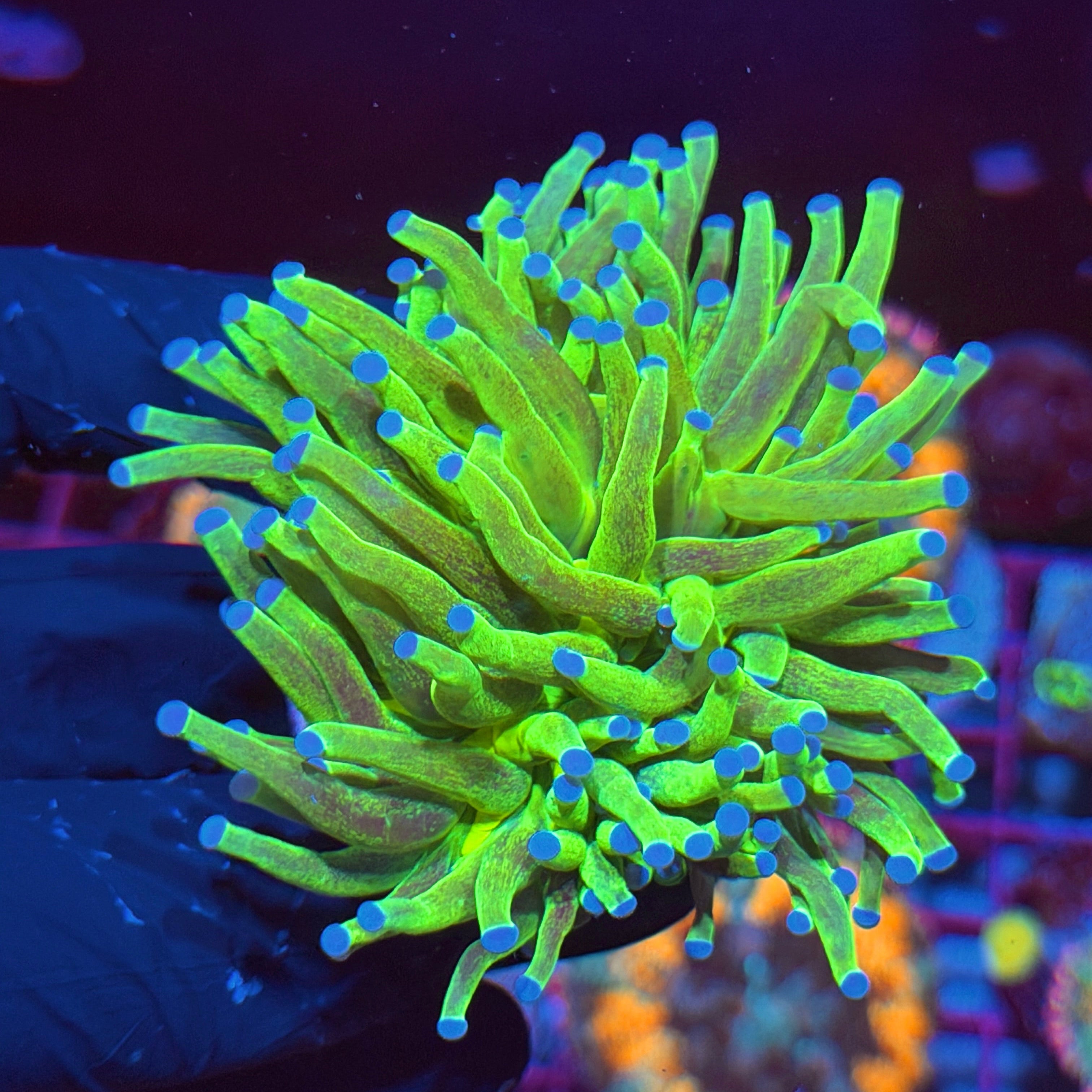 JEA Grafted Holy Grail Torch Coral 1 XXXL Head Splitting 6/3