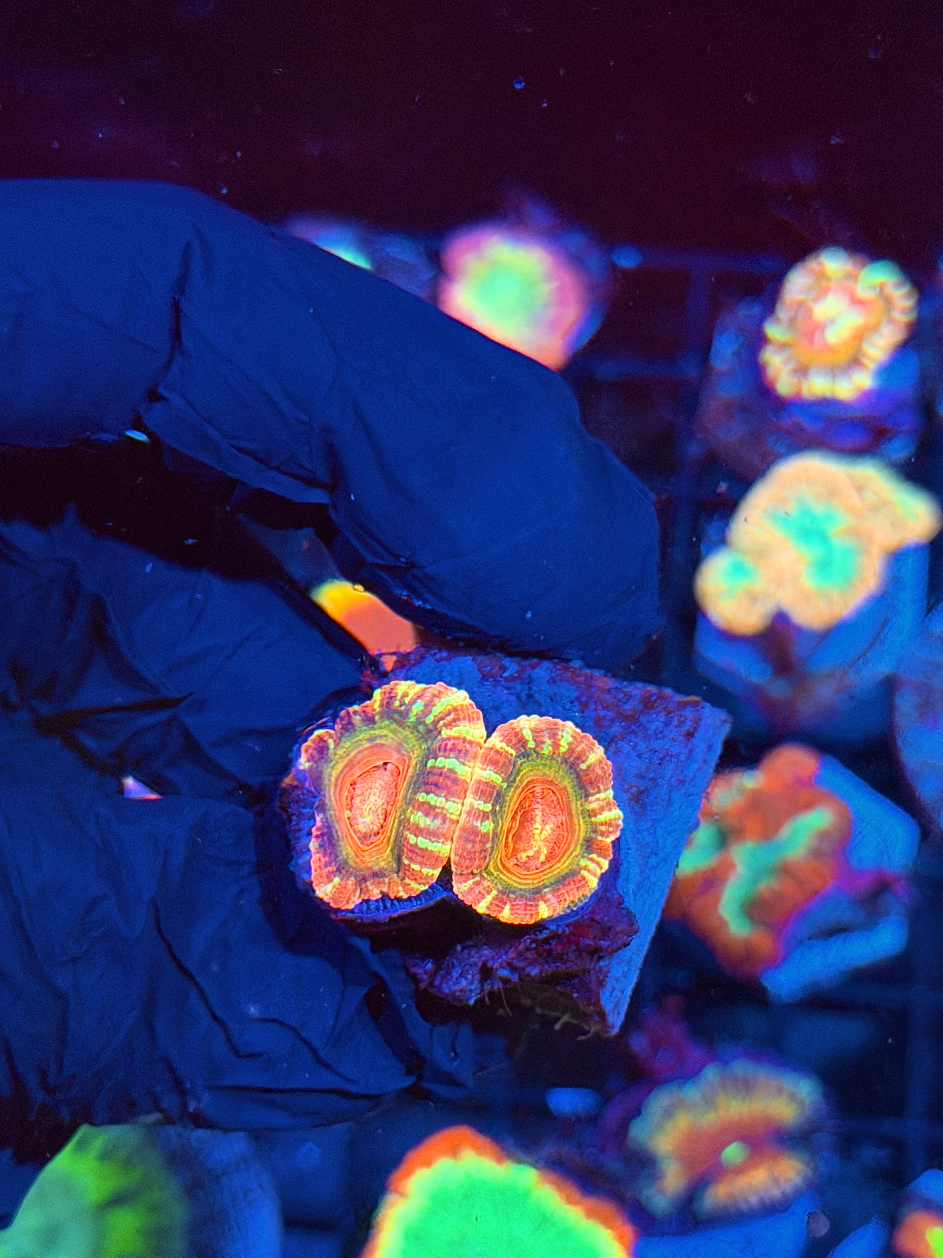 JEA Candy Swirl Asian Acans 2 Heads