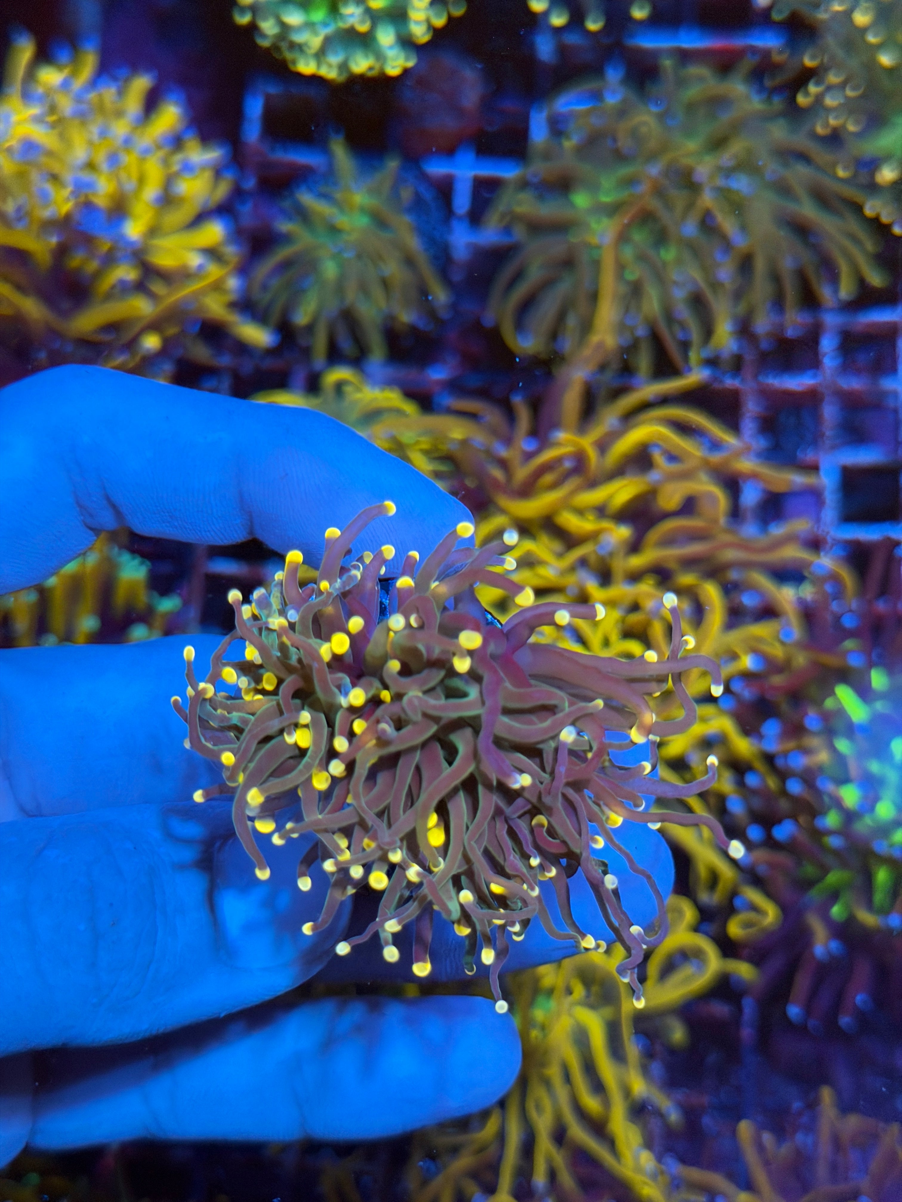 JEA Darksiders Torch Coral 2 Heads Splitting 2/25