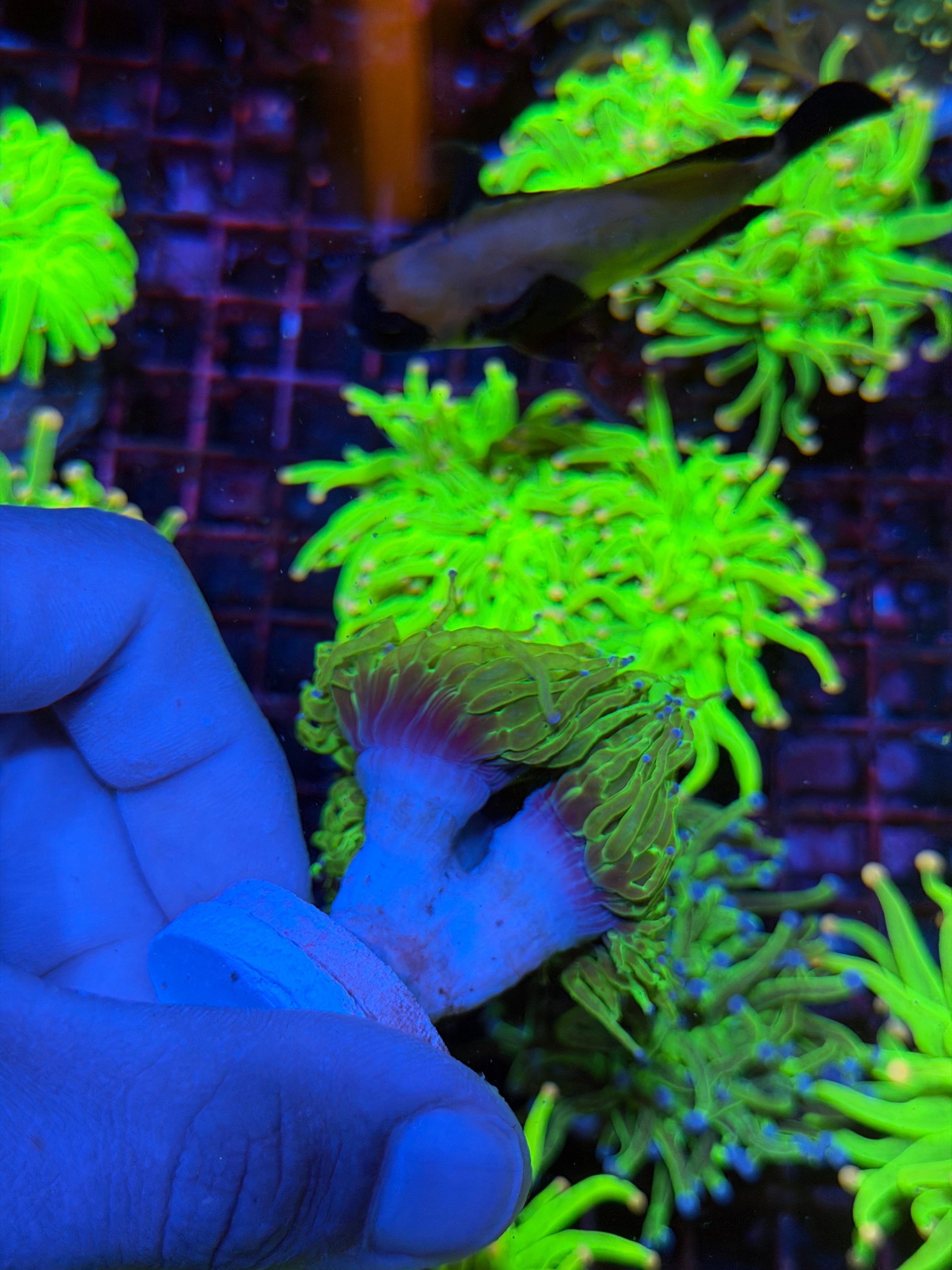 Todd’s Torch Coral 3 Heads XXL
