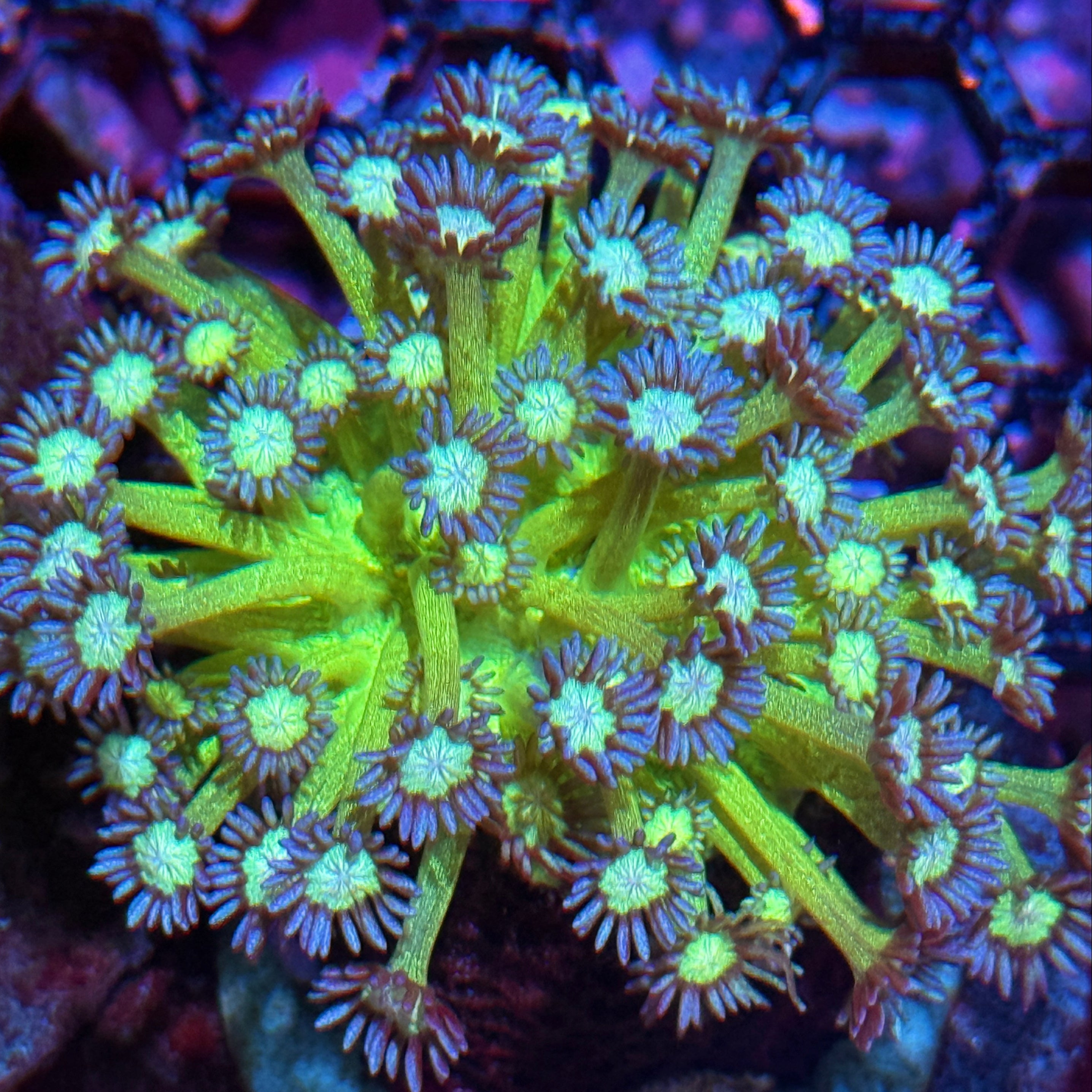 JEA Glitter Goniopora Mini Colony 10/12