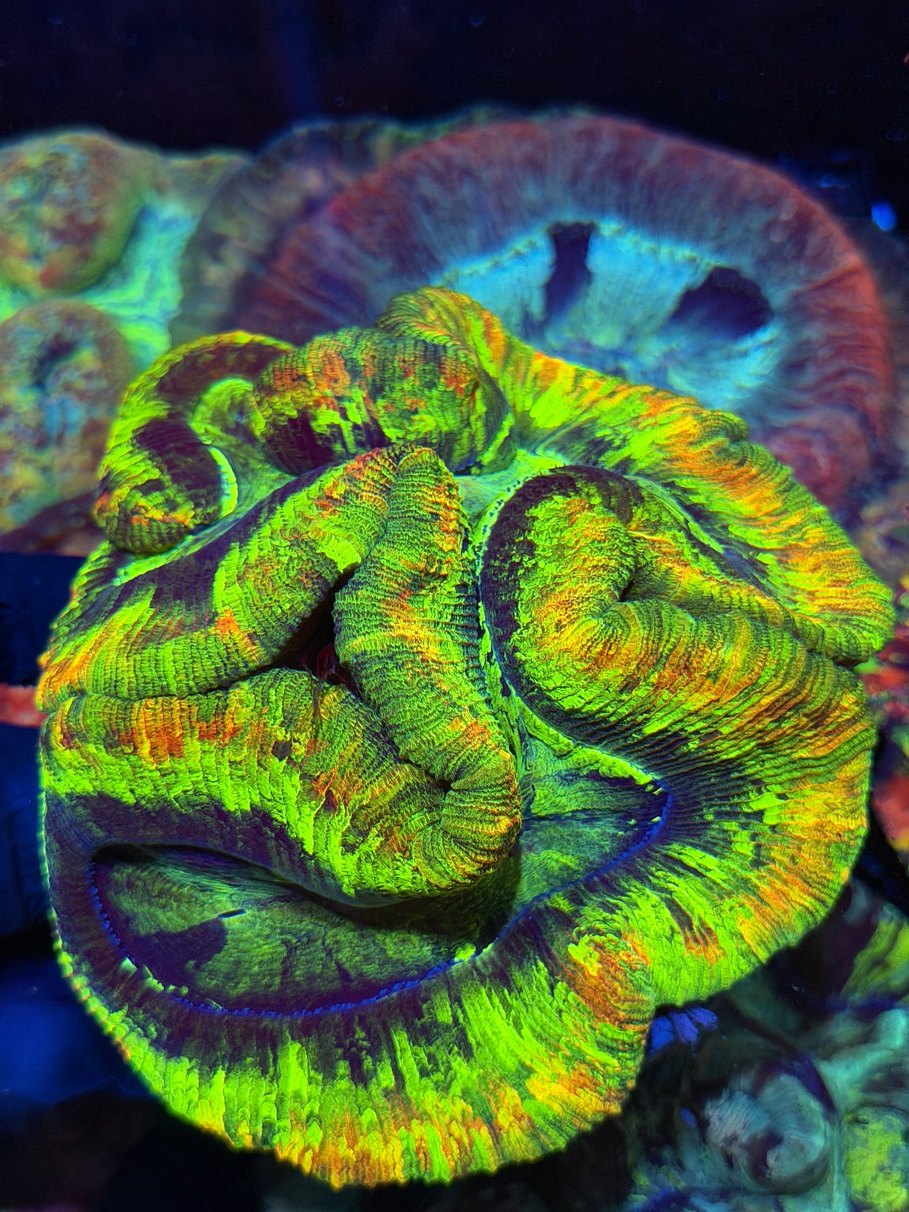 Insane Bright Trachyphyllia Meat Coral Show Piece XXXL