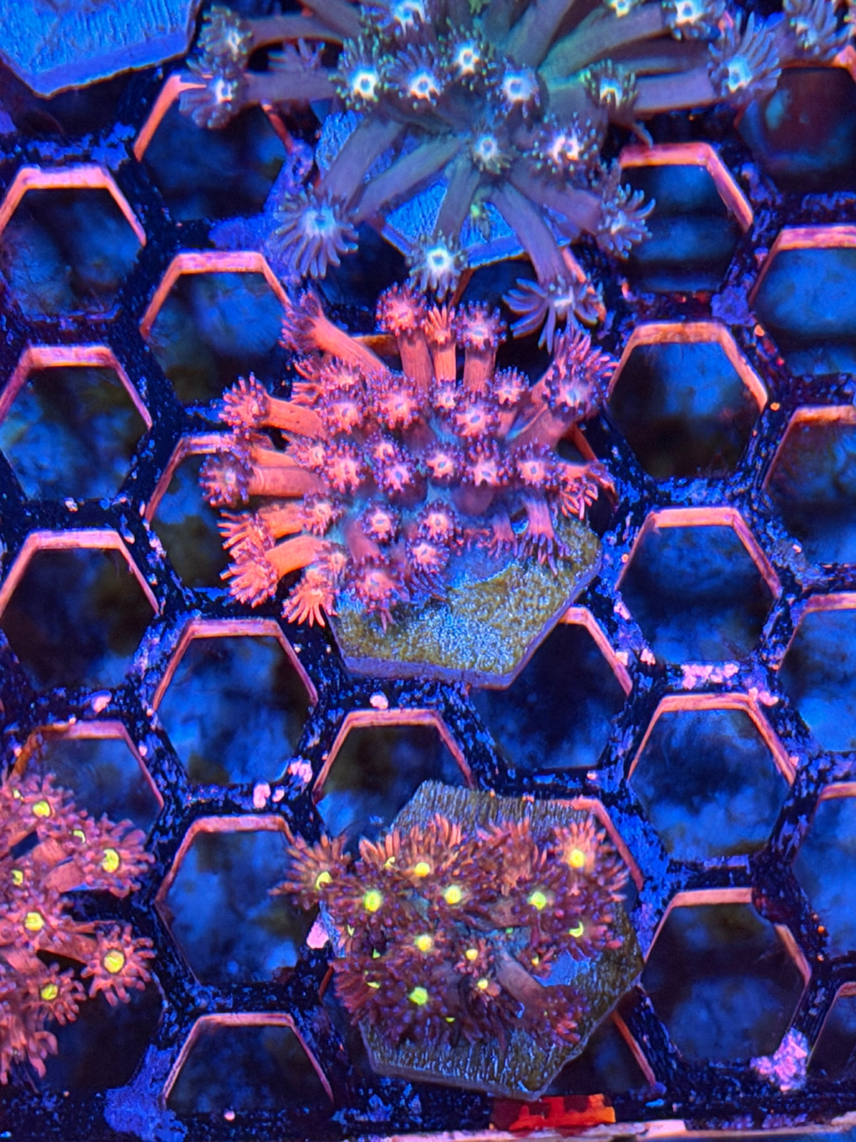 JEA Dynamite Goniopora