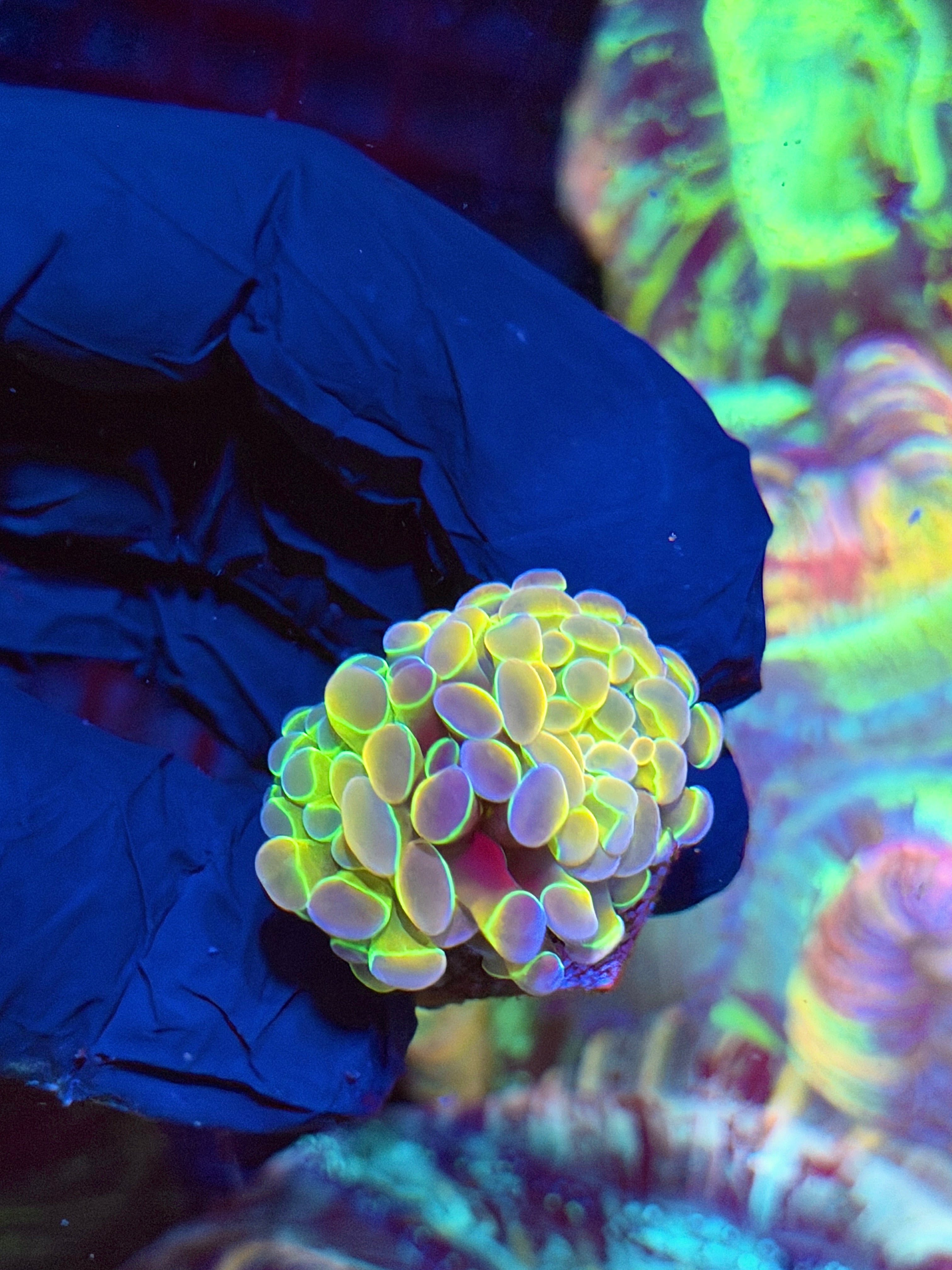 JEA Rainbow Dreams Hammer Coral 1 XL Head Splitting