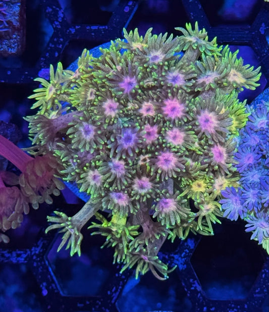 JEA Tie Dye Goniopora Coral XL