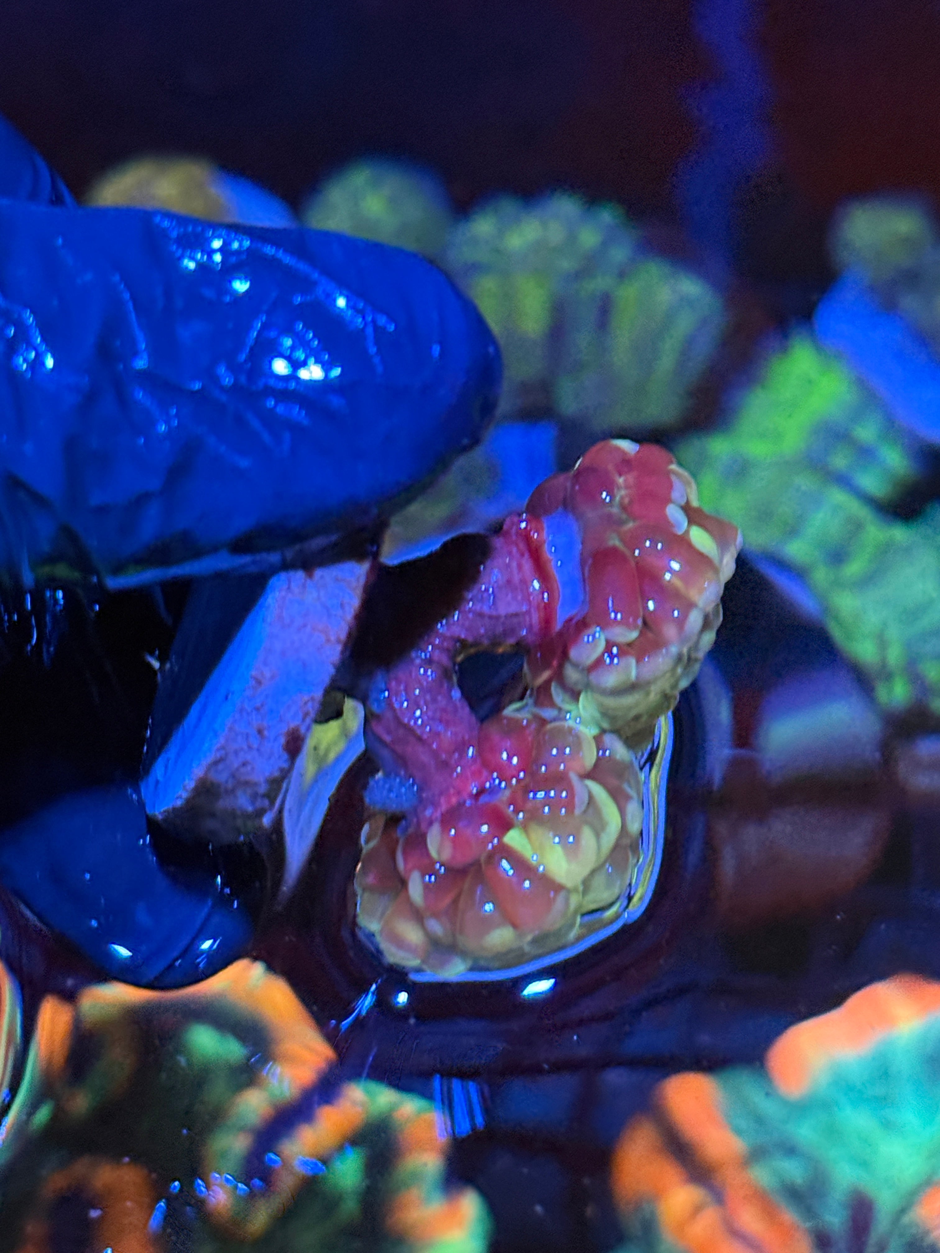 JEA Warheads Hammer Coral 2 Heads