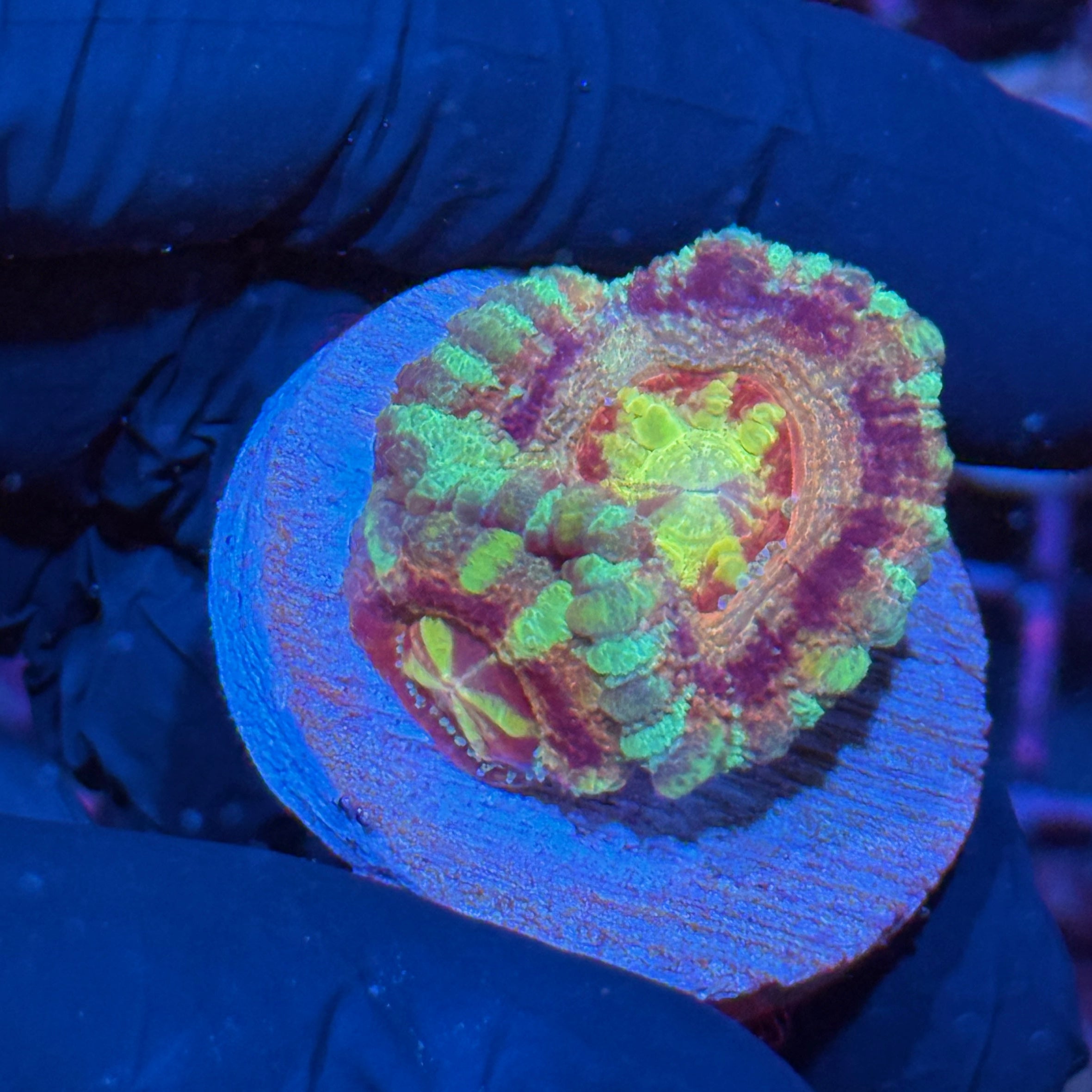 JEA Dante’s Inferno Asian Acans 2 XL Heads