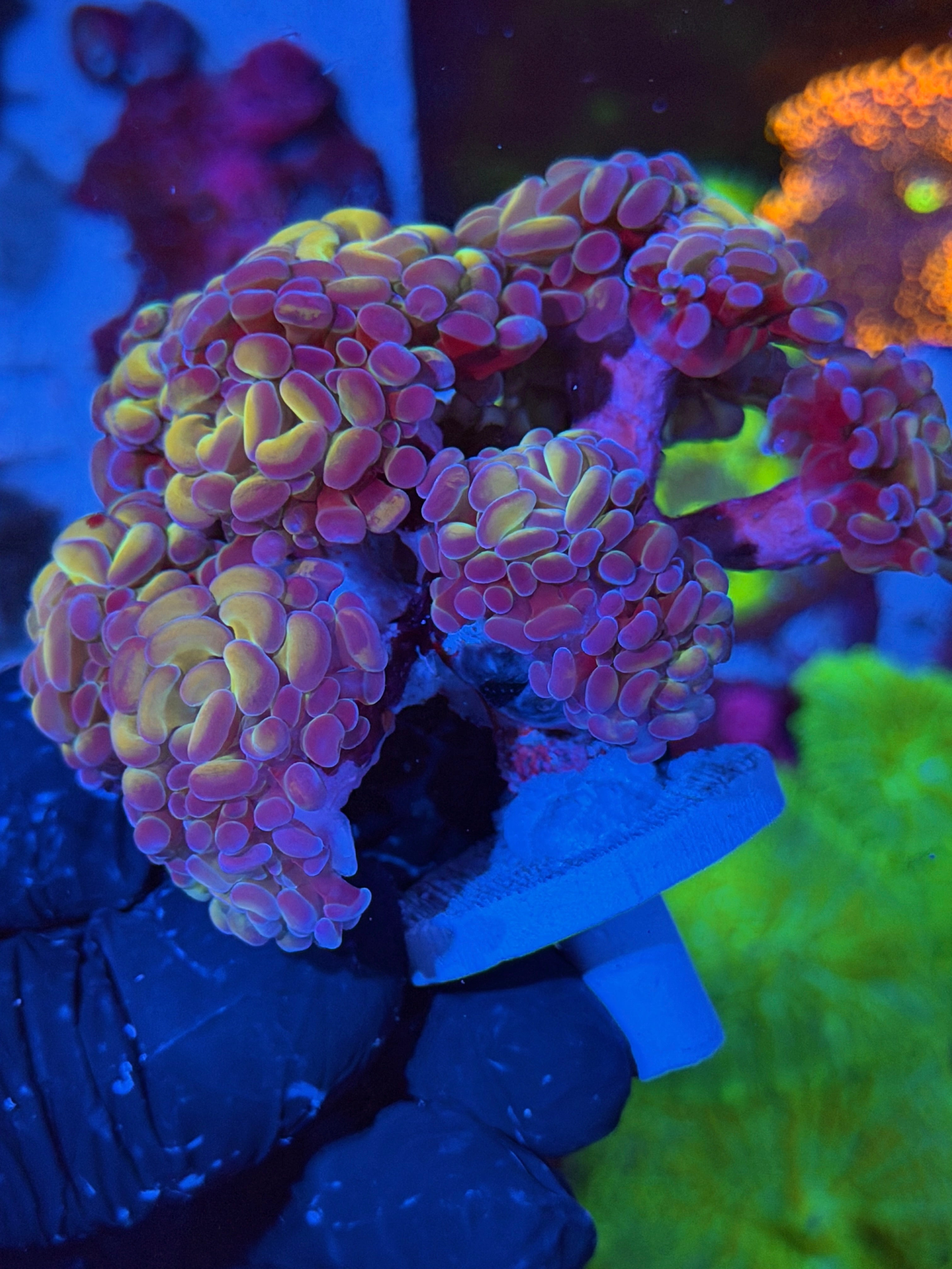 JEA Orange Hologram Hammer Colony 12 + Heads XXL