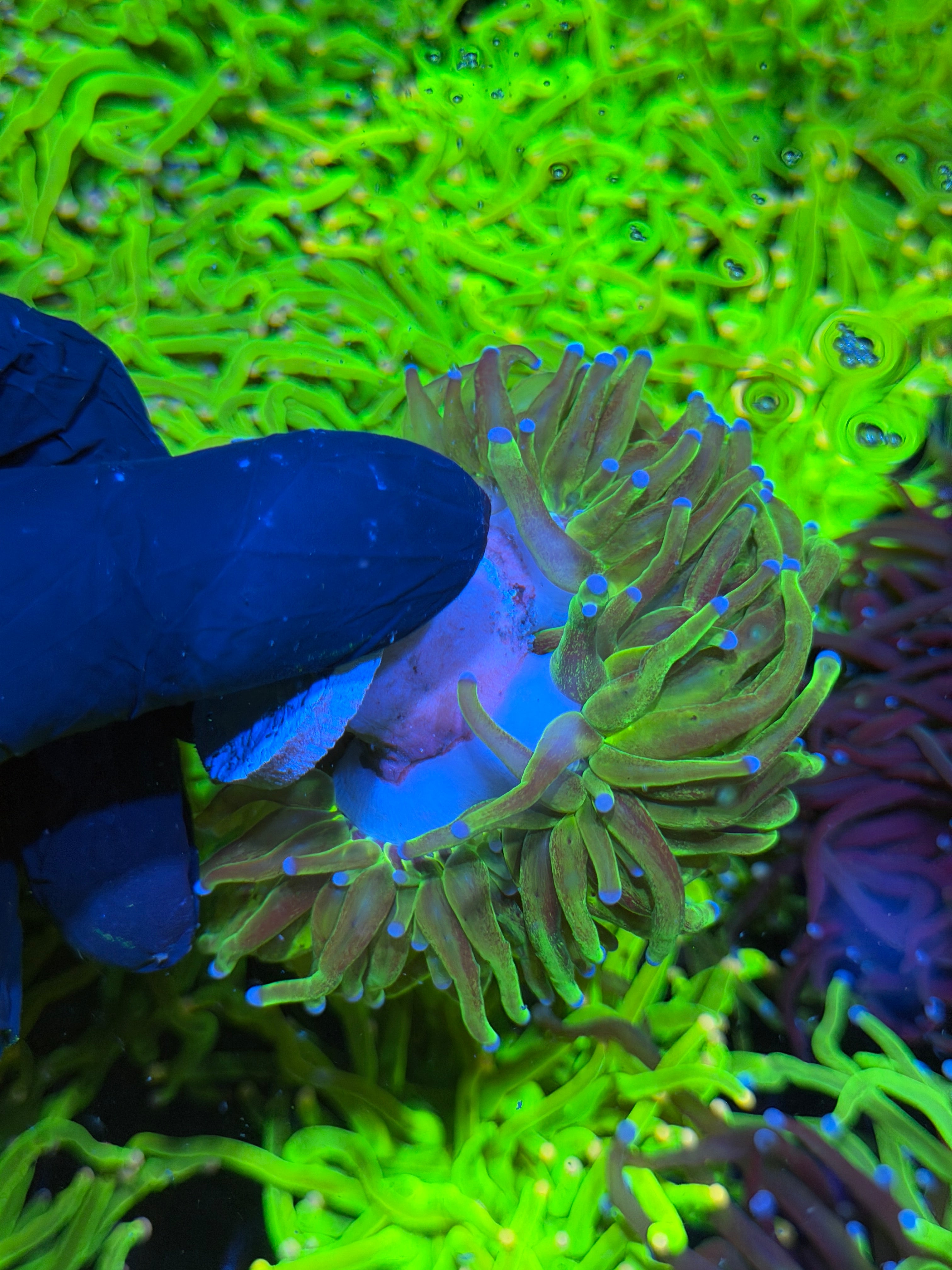 JEA Grafted Malaysian Holy Grail Torch Coral 3 Head Cluster XXXL Show Piece 7/15