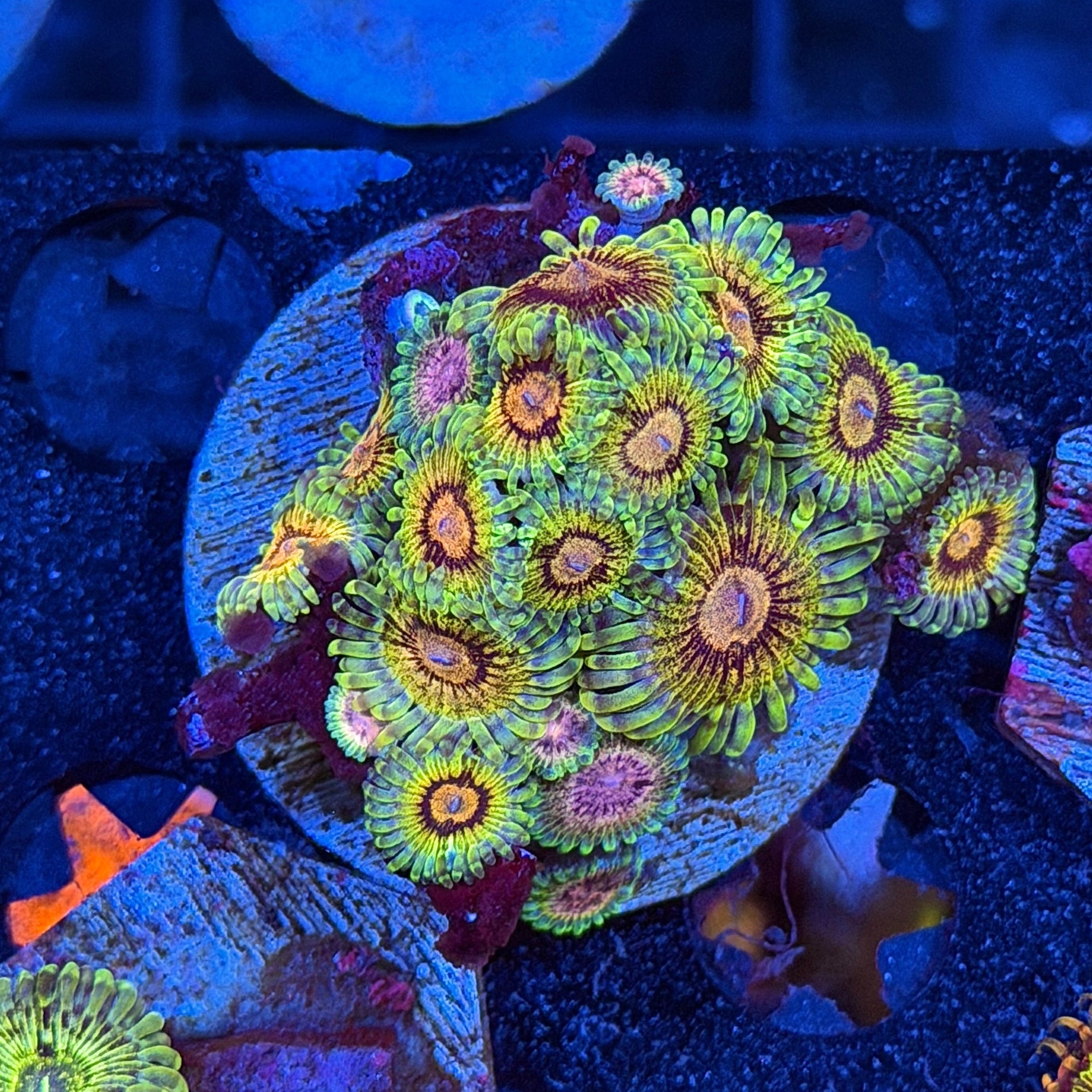JEA Stardust Zoanthid Coral Colony XL 6/3