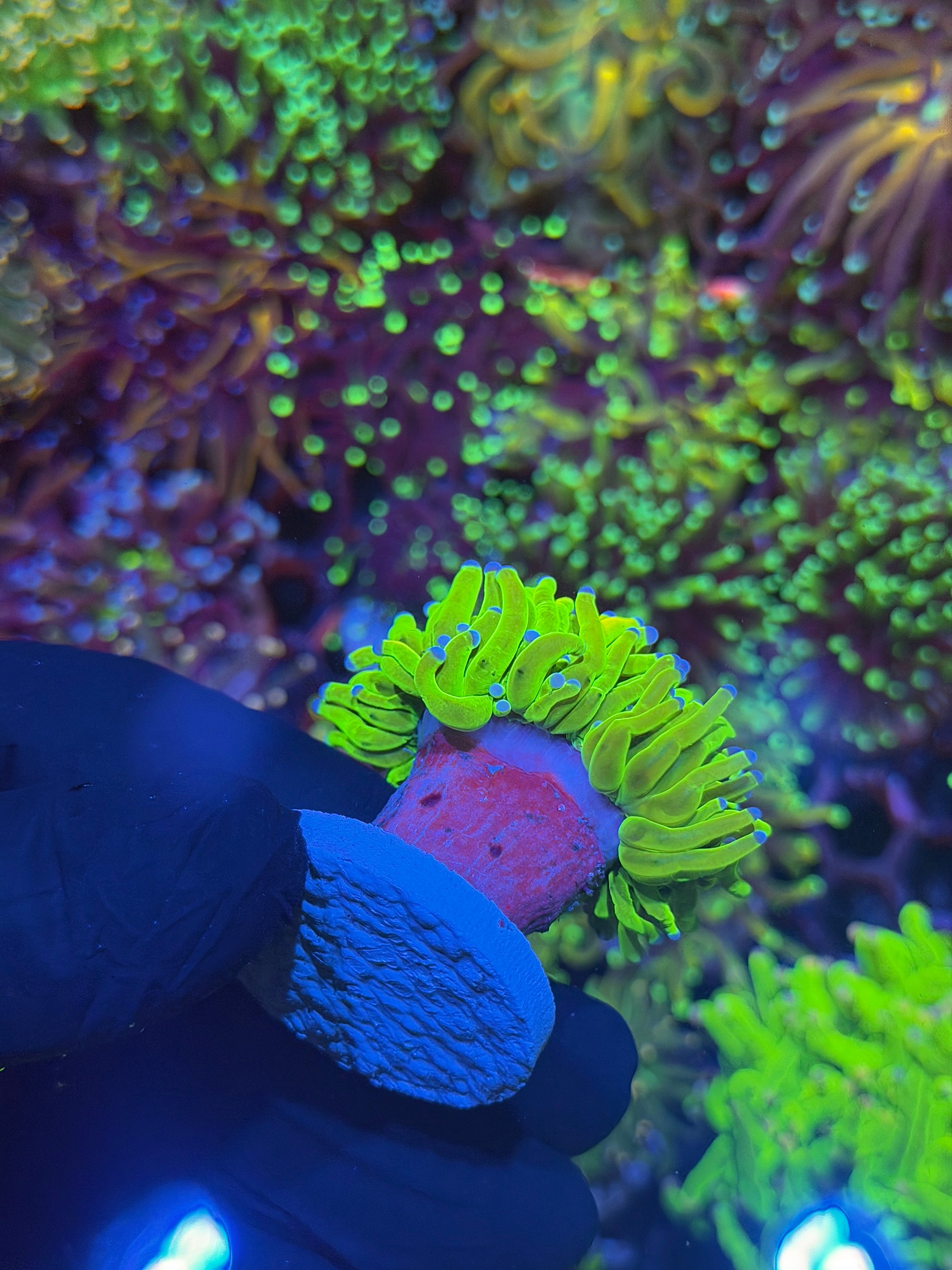 JEA Holy Grail Torch Coral 1 Head Bright